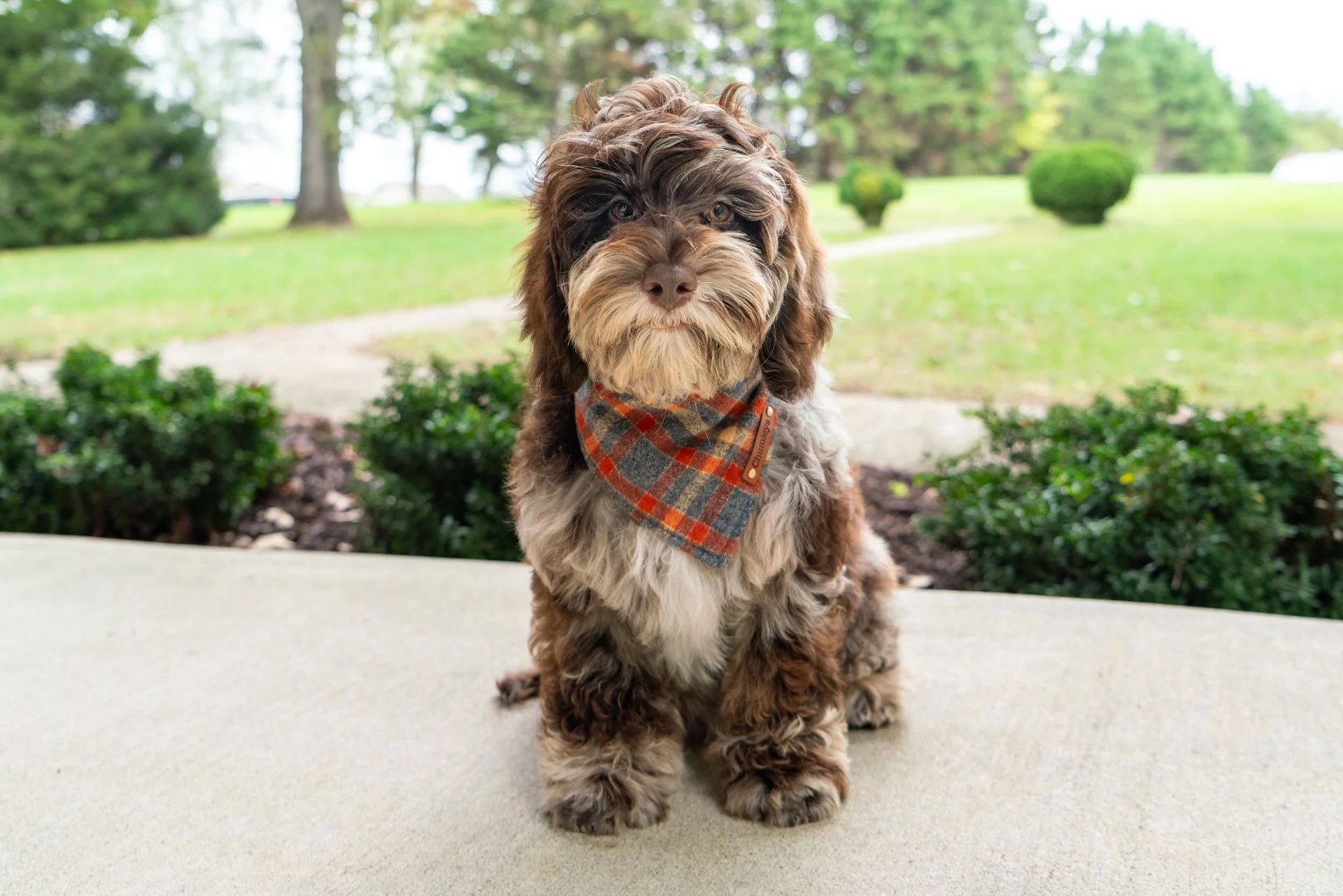Cove's Boy Copper (Labradoodle)