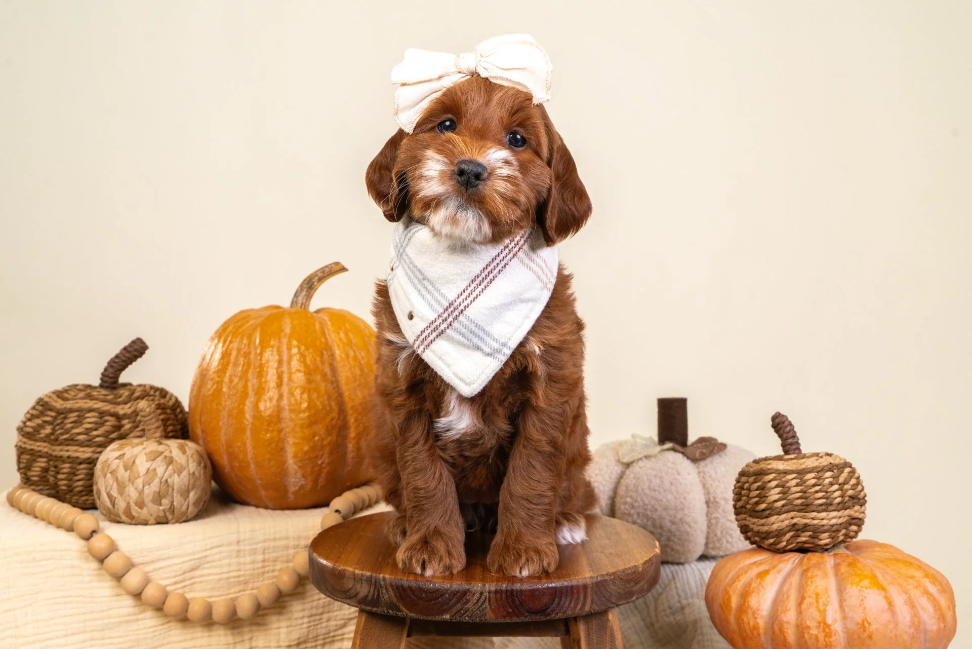 Marlowe's Girl Indigo (Goldendoodle)