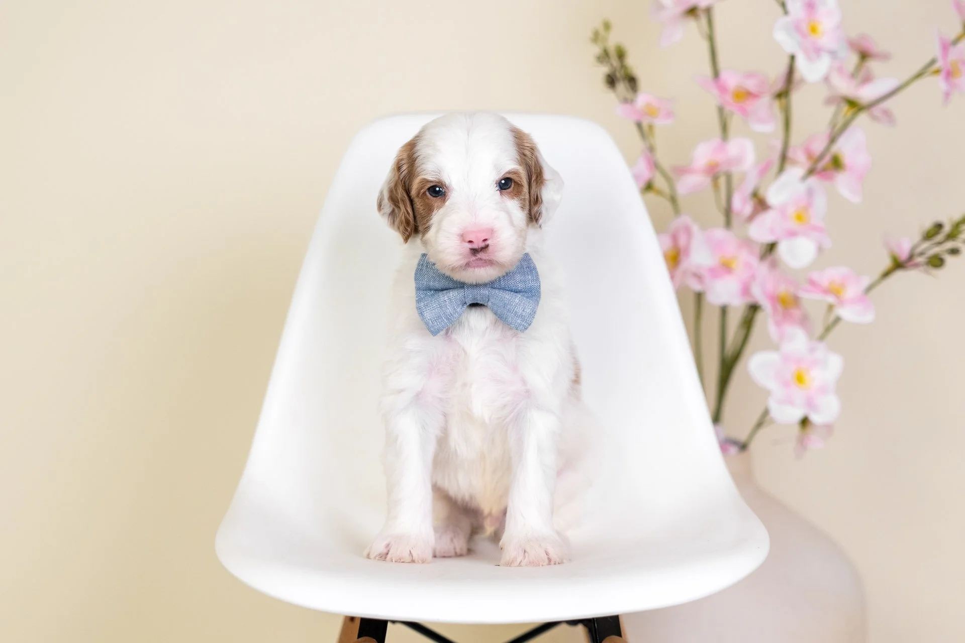 Gemma's Boy Emerald (Goldendoodle)