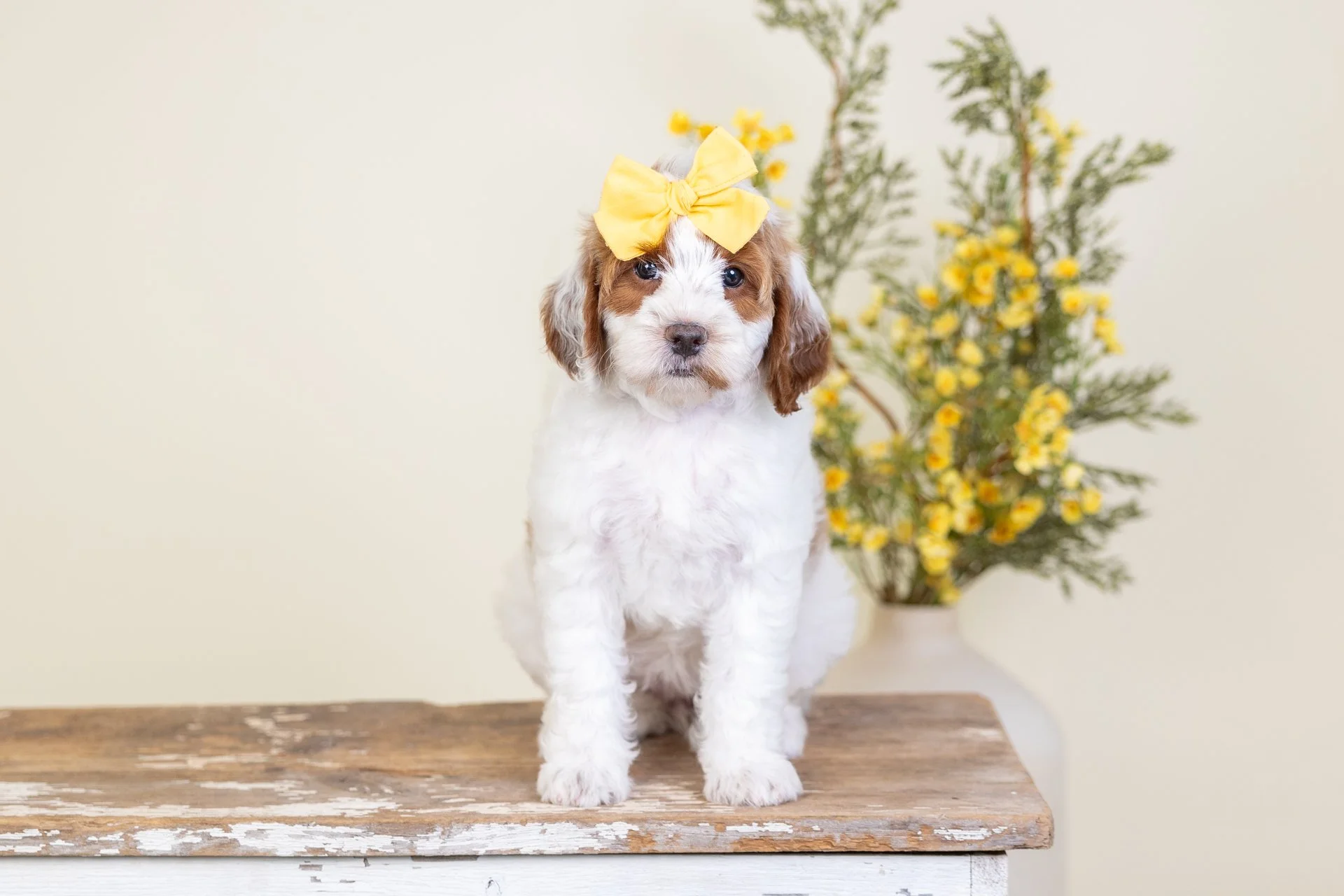 Penny's Girl Capri (Goldendoodle)