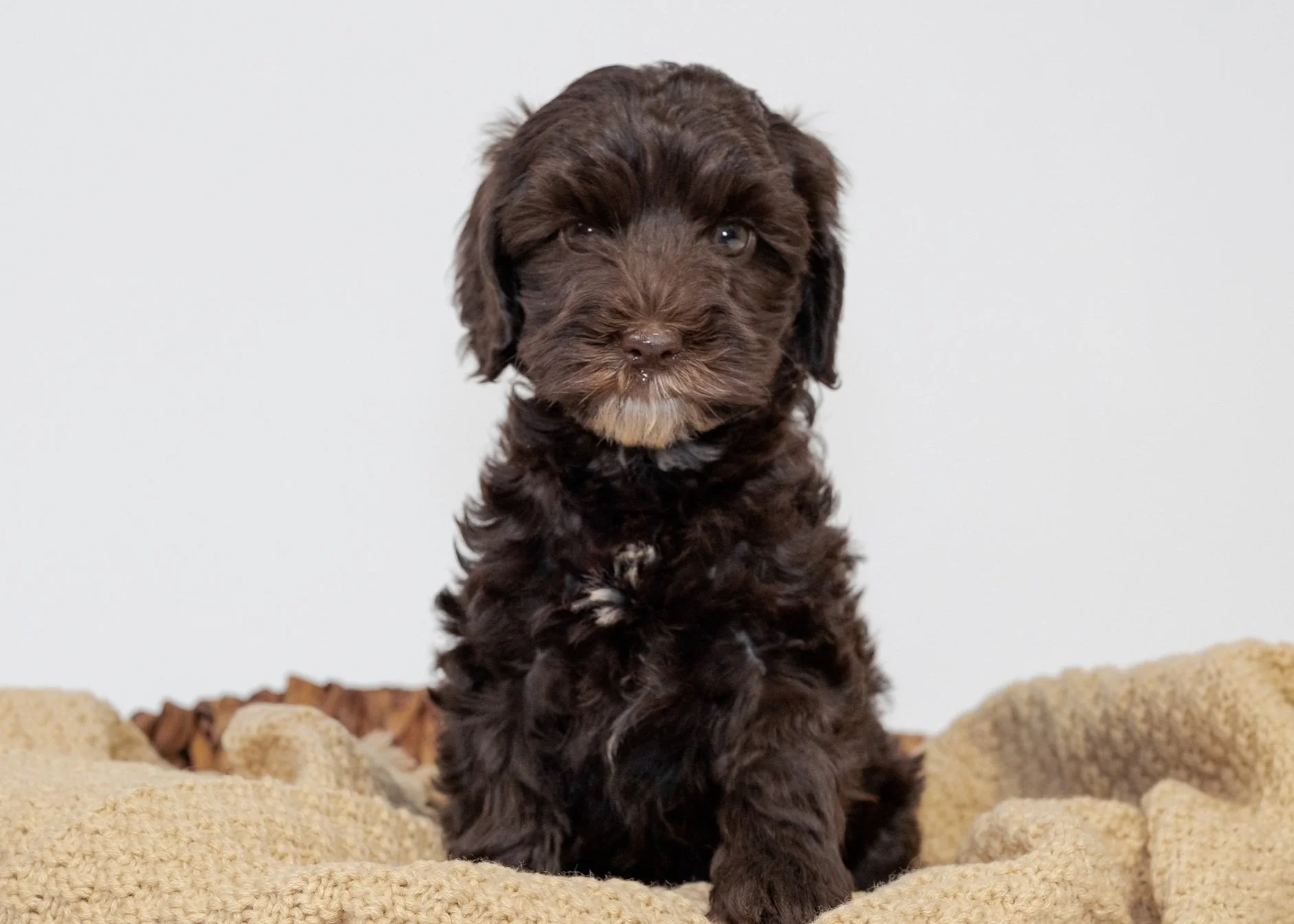 NEW LONDON DOODLES Goldendoodles and Labradoodles NonShedding I