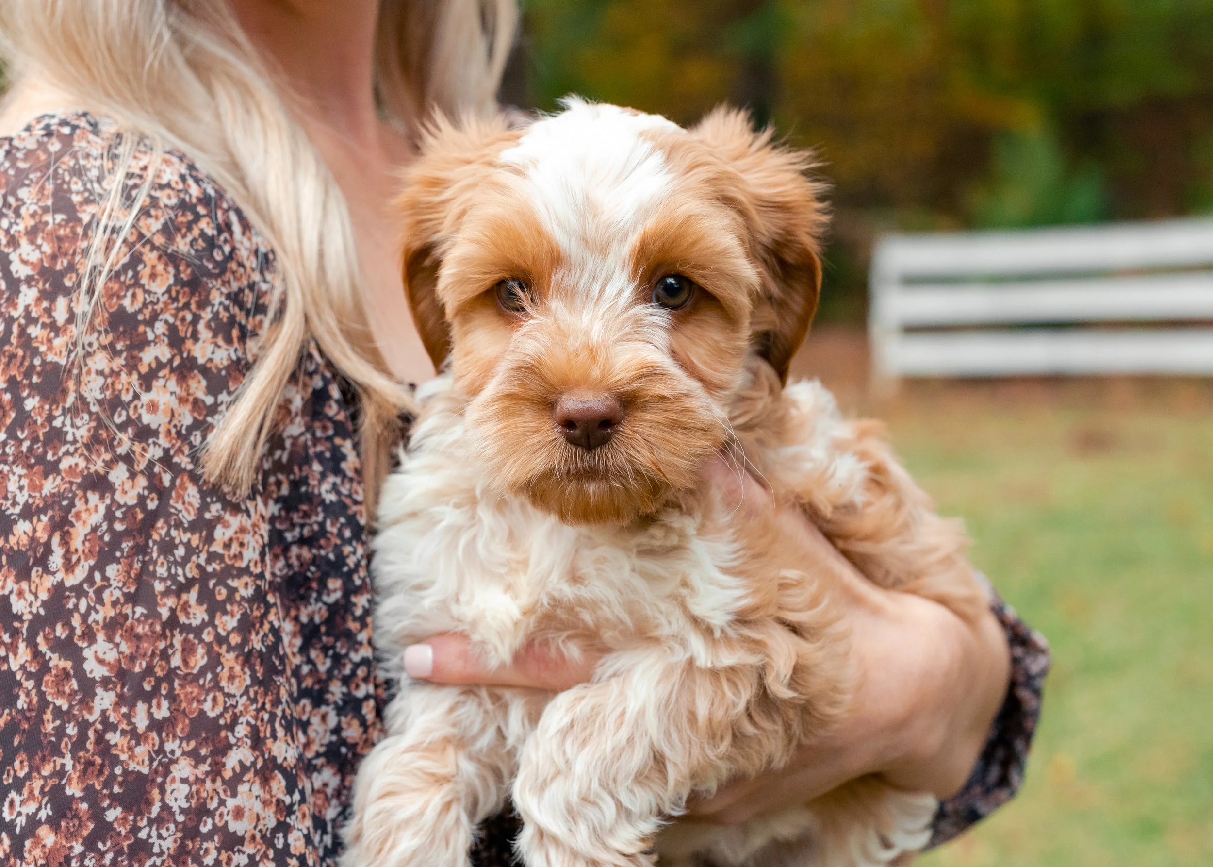 NEW LONDON DOODLES Goldendoodles and Labradoodles NonShedding I
