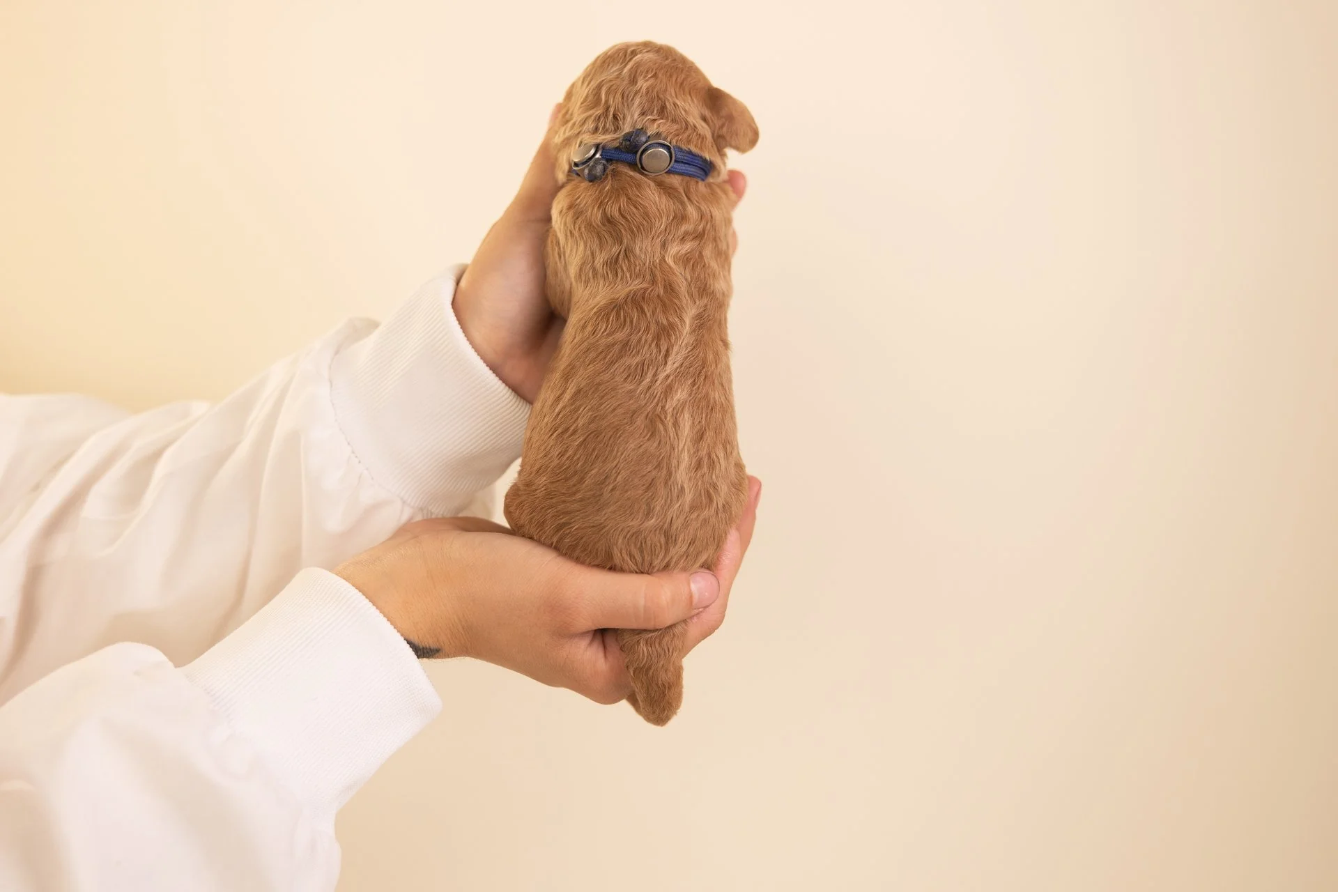 KitsCobaltPosterior.jpg