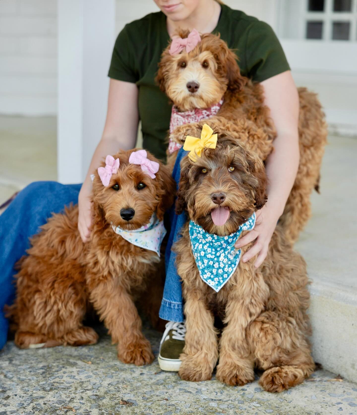 Future mama&rsquo;s💖 Excited for what&rsquo;s to come in our Australian labradoodle program! 

We have such a passion for multigen Australian labradoodles at NLD! We&rsquo;ve had some big things in the works for a while behind the scenes. Last year 