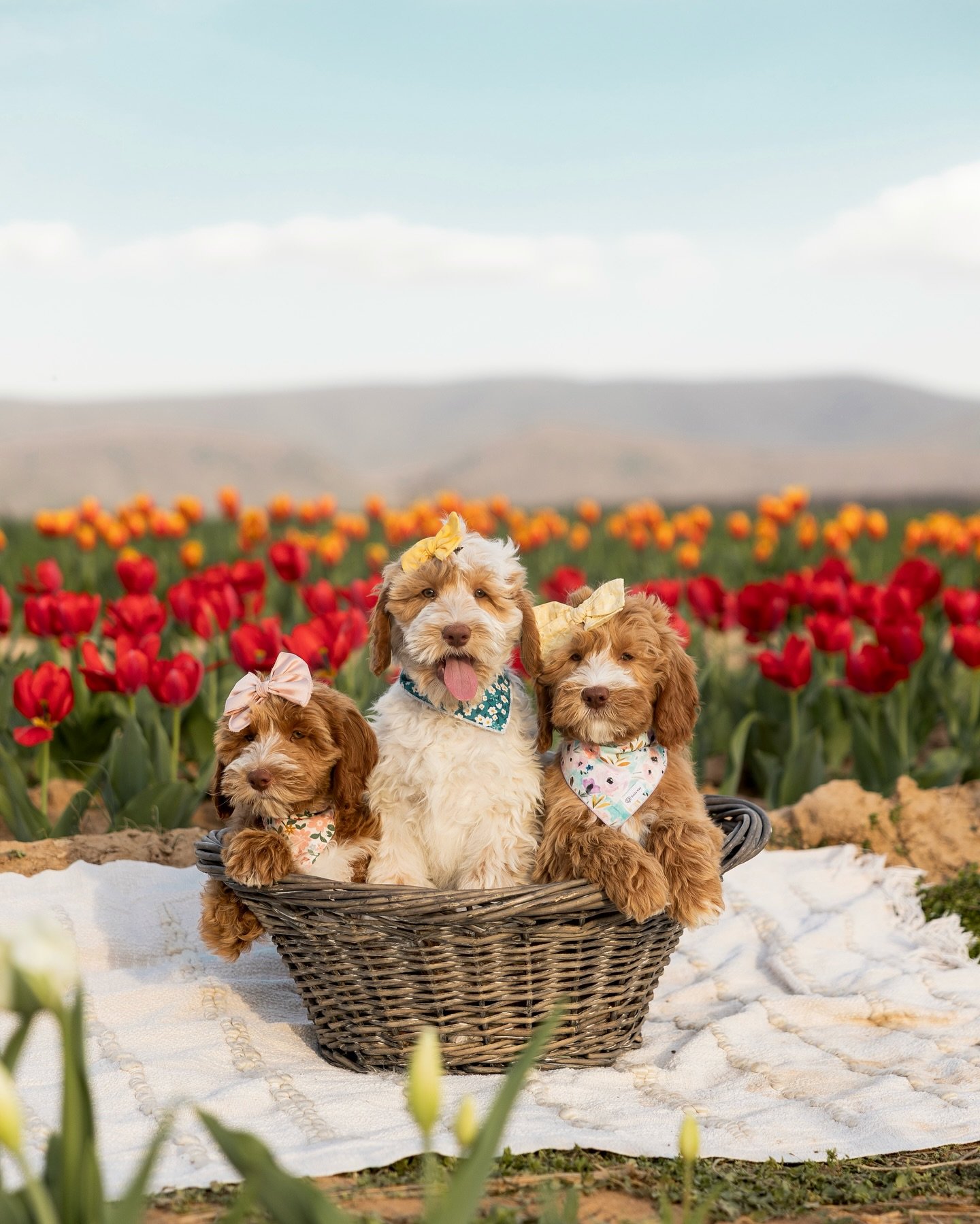**AVAILABLE PUPPIES**🐶🌷We have a few of the most incredible puppies left from our spring litters available and ready to go home!✨ If one of these fur babies catches your eye and the time is right, let&rsquo;s chat! 

They are some of the most LOVIN