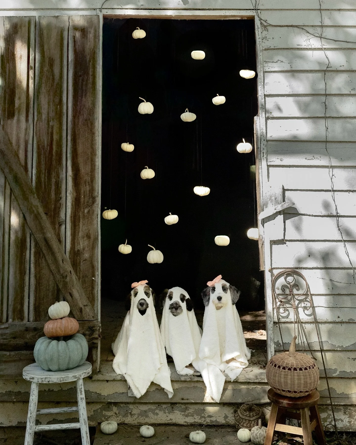 ✨ SpOoKy Boo Crew!✨👻🐾

#halloween #puppycostume #cutepuppy #spookyvibes #trickortreat #boo #spookycute #howloween #instapup #doodlenation