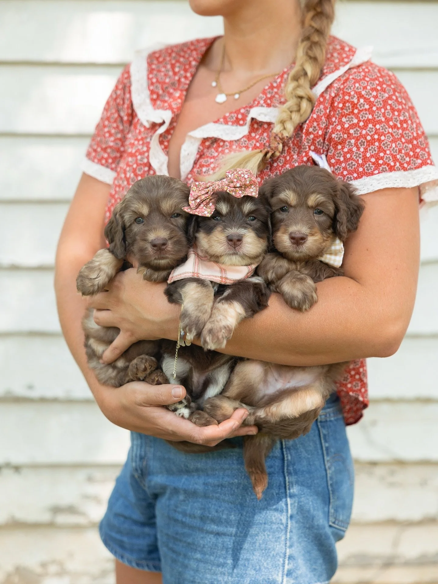 Puppies this cute deserve a permanent spot on the feed!&hearts;️💯🐾

~Baylee &amp; Scout litter 

#australianlabradoodle #australianlabradoodlesofinstagram #puppiesofinstagram #dailywoof #chocolate #phantom #labradoodlepuppy #labradoodle #doodle #it