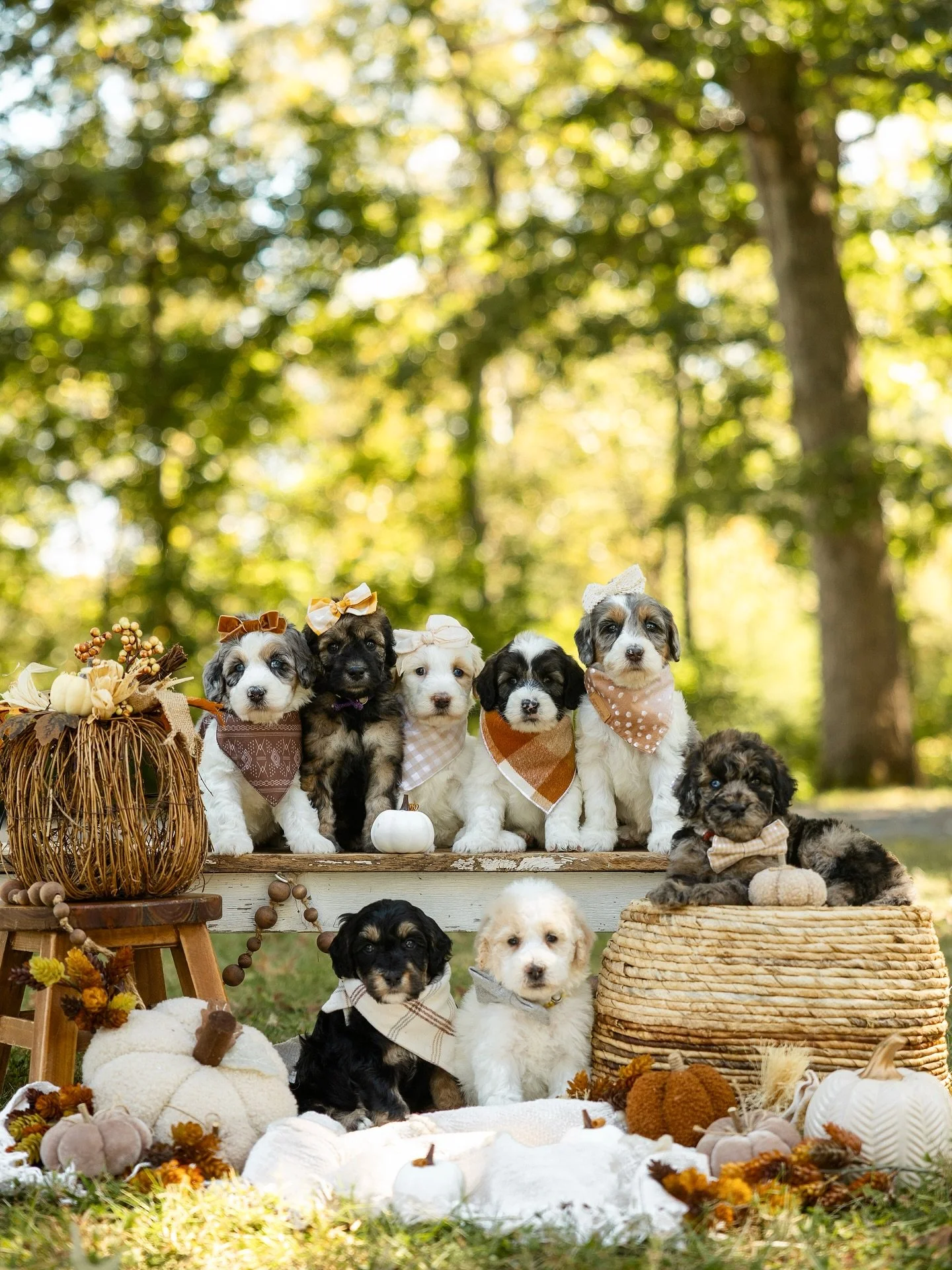 ✨To say we were WOW&rsquo;ed by this litter is an understatement!😍 Definitely plan to repeat this pairing with Caspian and Nori in spring 2026! 

#phantom #bluemerle #sable #blueeyes #perfectpuppy #dailyfluff #doubledoodle #dogsofinstagram #fallpupp