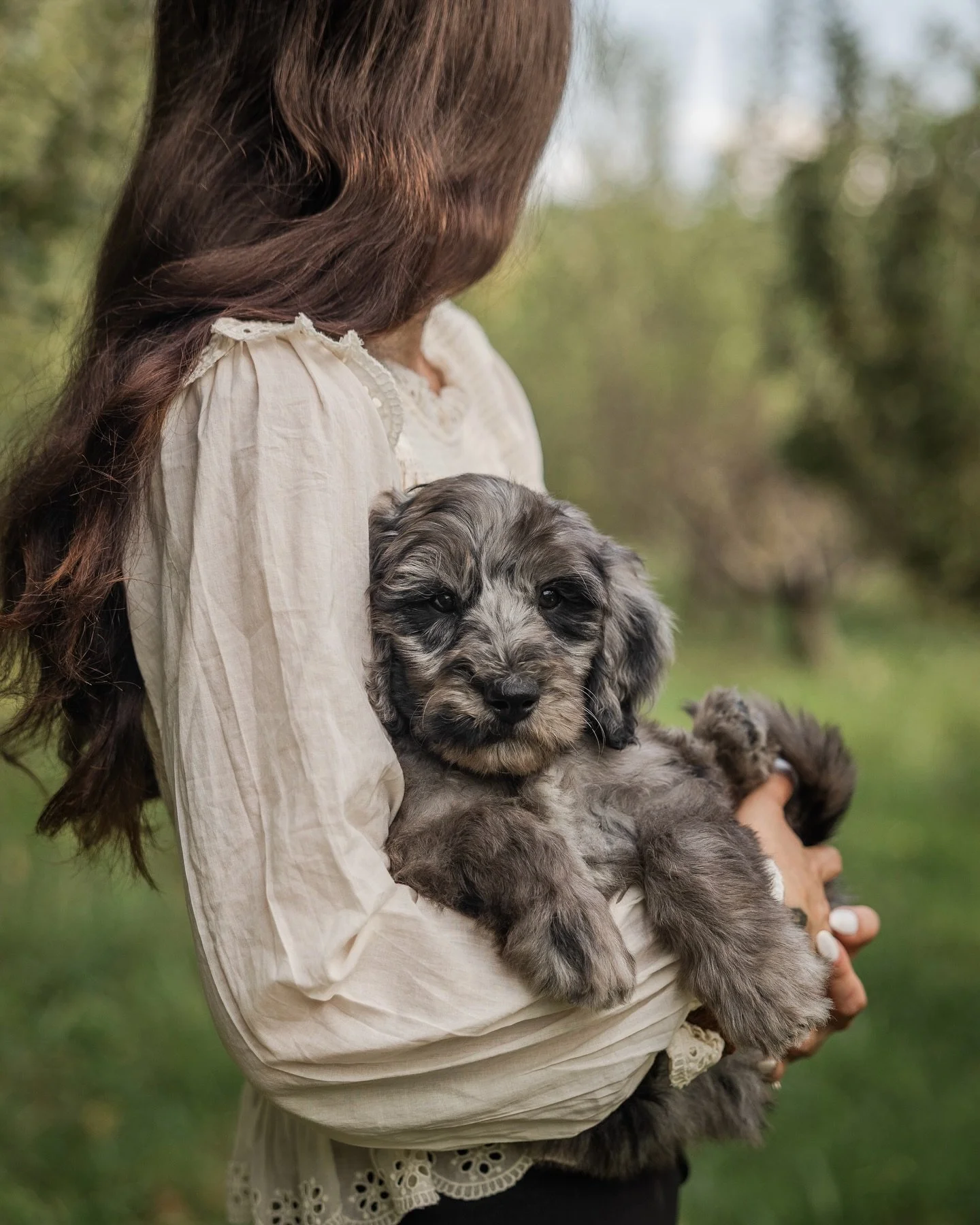 Golden hour with these golden-doods!💛🐶One by one we&rsquo;ve been saying goodbye as they begin their next adventure...home.🏡🥹 I hope they bring so much joy to their new families.💛 

~Lyla x Caspian litter

#goldendoodle #goldendoodlepuppy #golde