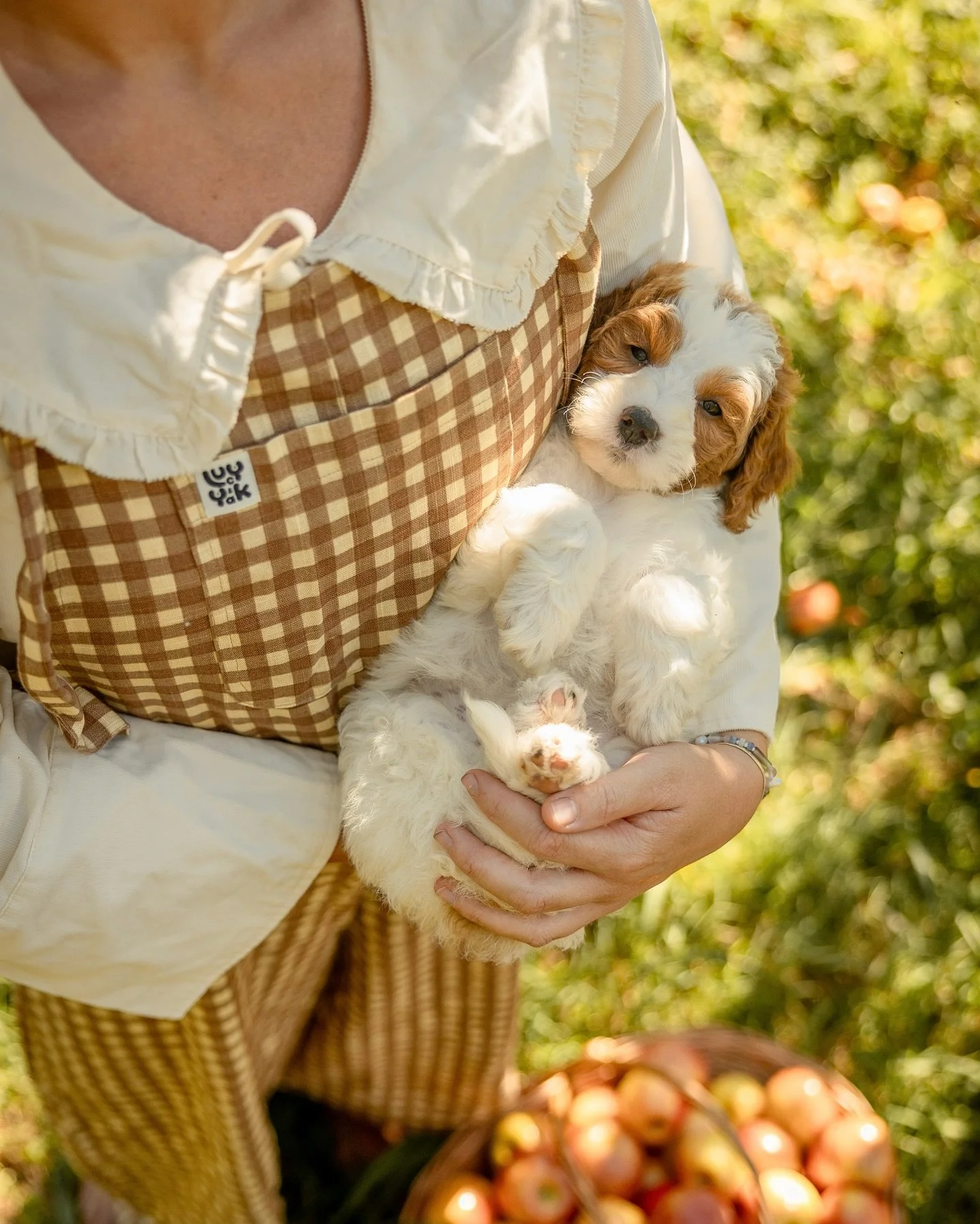Bushels of happiness!🐶🍎💯 

We are thrilled to be heading into the &lsquo;BER months (hello crisp mornings with the cutest walking buddy).🐶🍂We are even more excited to share we have some availability with Shiloh &amp; Curry&rsquo;s dreamy parti g
