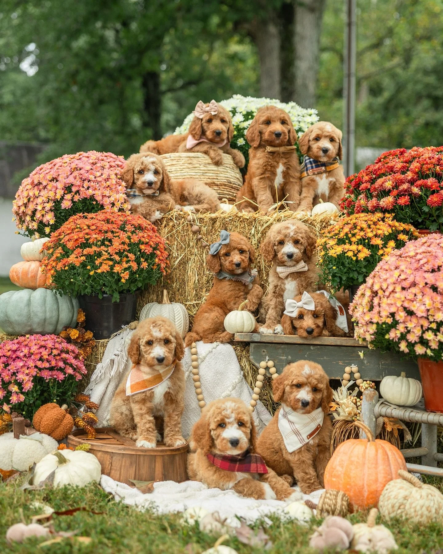 𝓗𝓪𝓹𝓹𝔂 𝓣𝓱𝓪𝓷𝓴𝓼𝓰𝓲𝓿𝓲𝓷𝓰!!!🤎🐾 Forever grateful for families who choose us and the incredible team who makes this all possible! 

Wishing you all a blessed and happy Thanksgiving!🍁 

#happythanksgivng #blessedwiththebest #goldendoodlelov