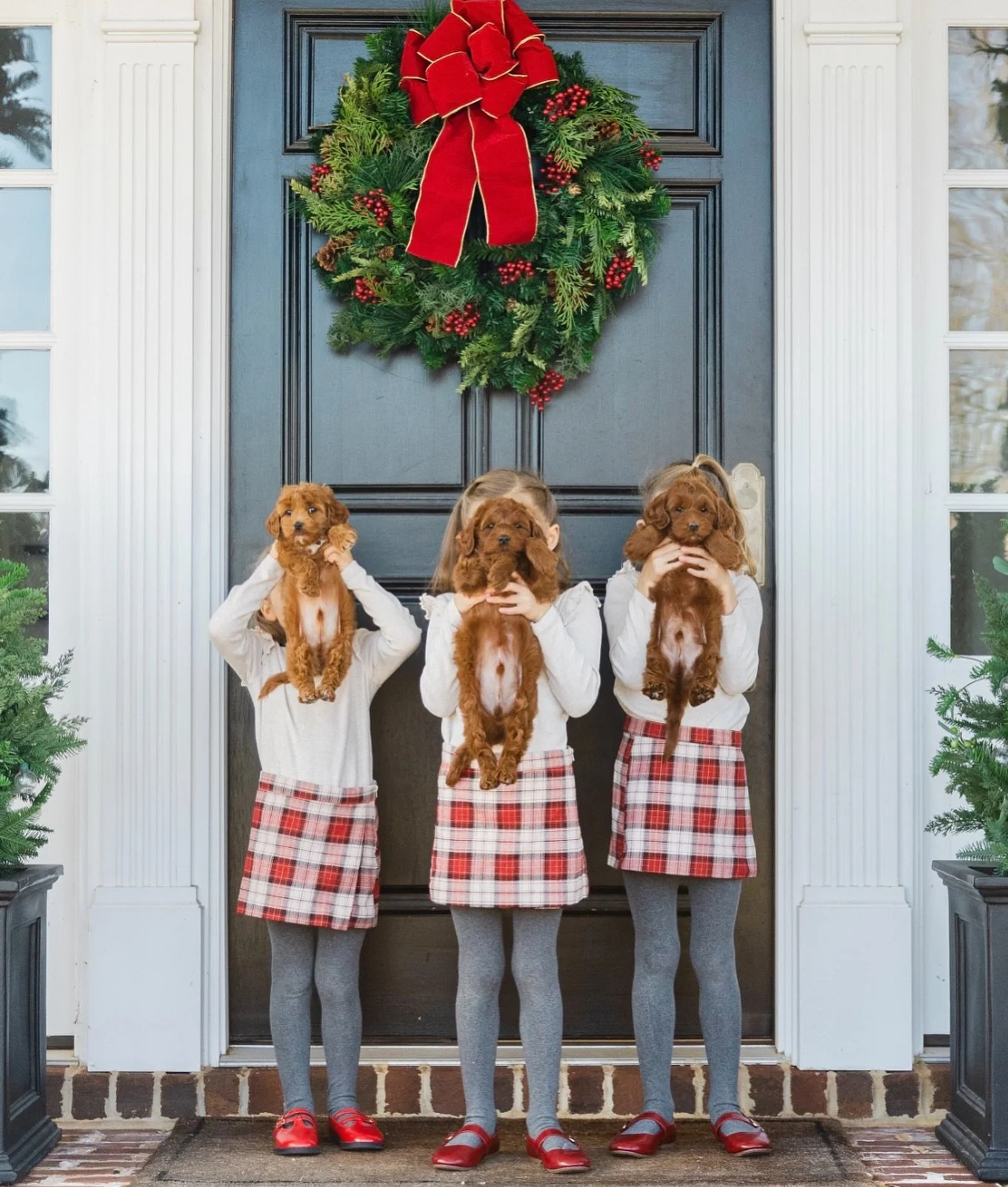 Gifts are wrapped, stockings are filled, Christmas puppies are HOME!!!🎄🐶🏡 Let the festivities begin! 

Merry Christmas everyone!&hearts;️🐾

#christmaspuppy #homefortheholidays #doodlelife #christmas2025 #instapuppy