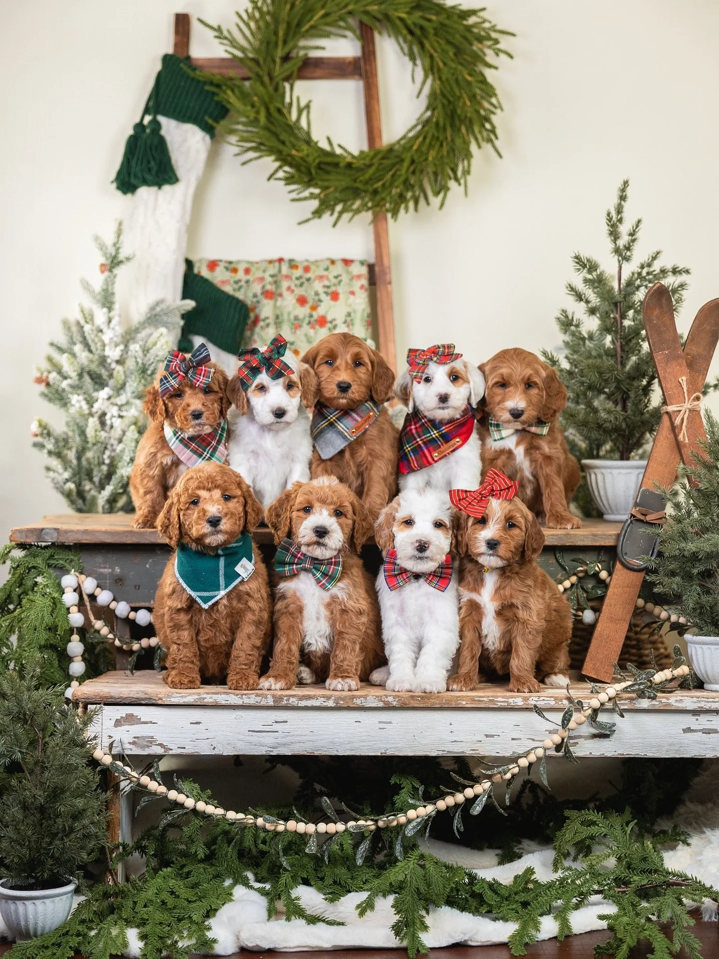 MERRY CHRISTMAS!!!&hearts;️🐾 Wishing our families all around the country a blessed and happy day!🎄

#merrychristmas #doodlefam #paws #christmascheer #doodlesofinstagram #christmas #christmaspuppy