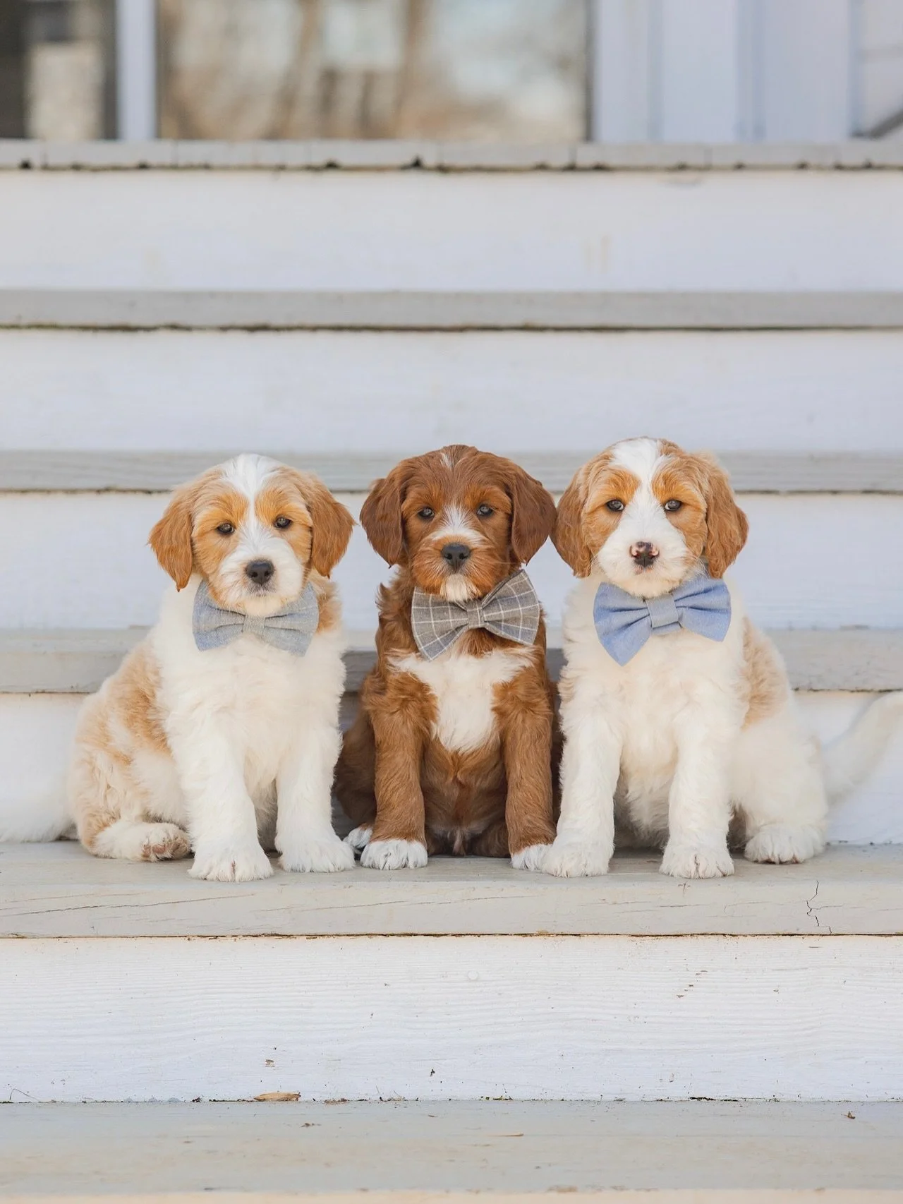 This litter was a DREAM!😍🙌🏻 Maribel &amp; Beau&rsquo;s puppies turned 8 weeks old and are already taking on the world! 

This litter was fully claimed before they arrived but it&rsquo;s not early to start planning for their next. Can&rsquo;t wait 