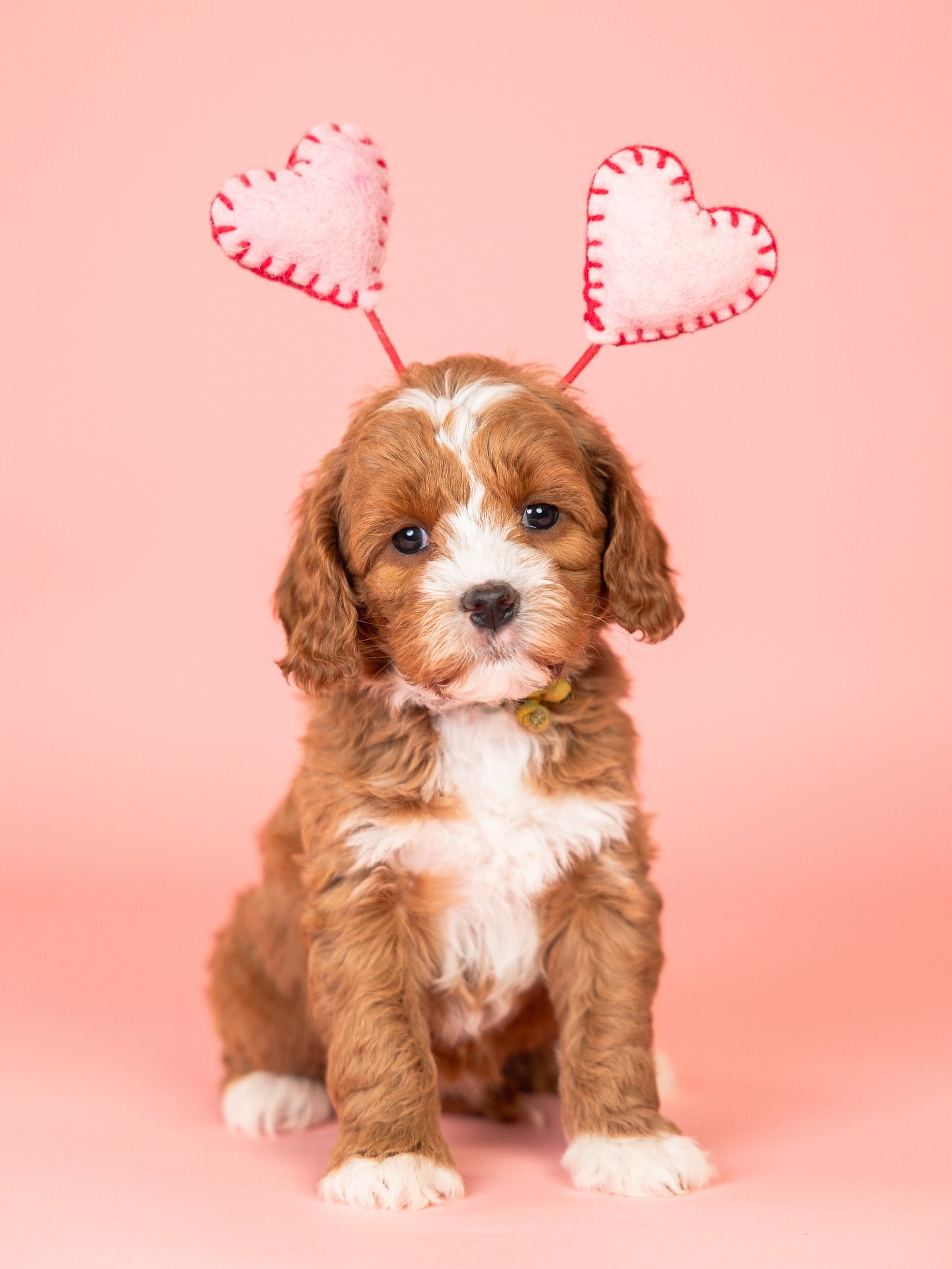 BE MINE!!!🩷💘 How do they keep getting cuter!?!?😍 

These two perfect girls are available! 
&bull;Australian labradoodles 🐶🐾&bull; 25-35lbs💞 &bull;Wavy fleece coats🧸 &bull;Ready now!🏡

~Bristol &amp; River&rsquo;s 
💝Daisy 
💘Indigo

#australi