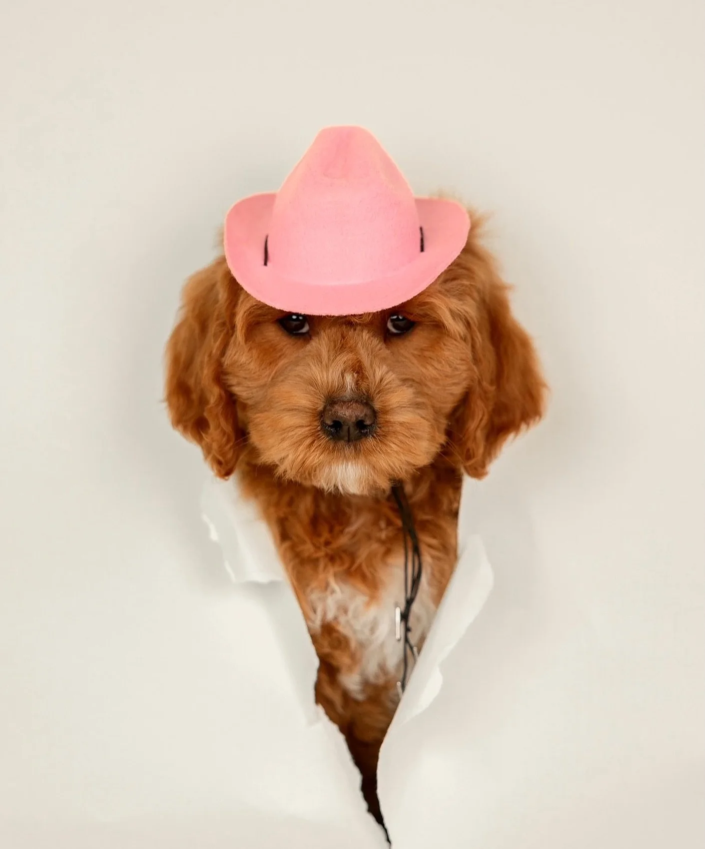 Should&rsquo;ve been a cowgirl! 🎀✨

~Holly&rsquo;s Maple (adopted) 

#australianlabradoodle #prettyinpink #cowgirl #fluffypuppy