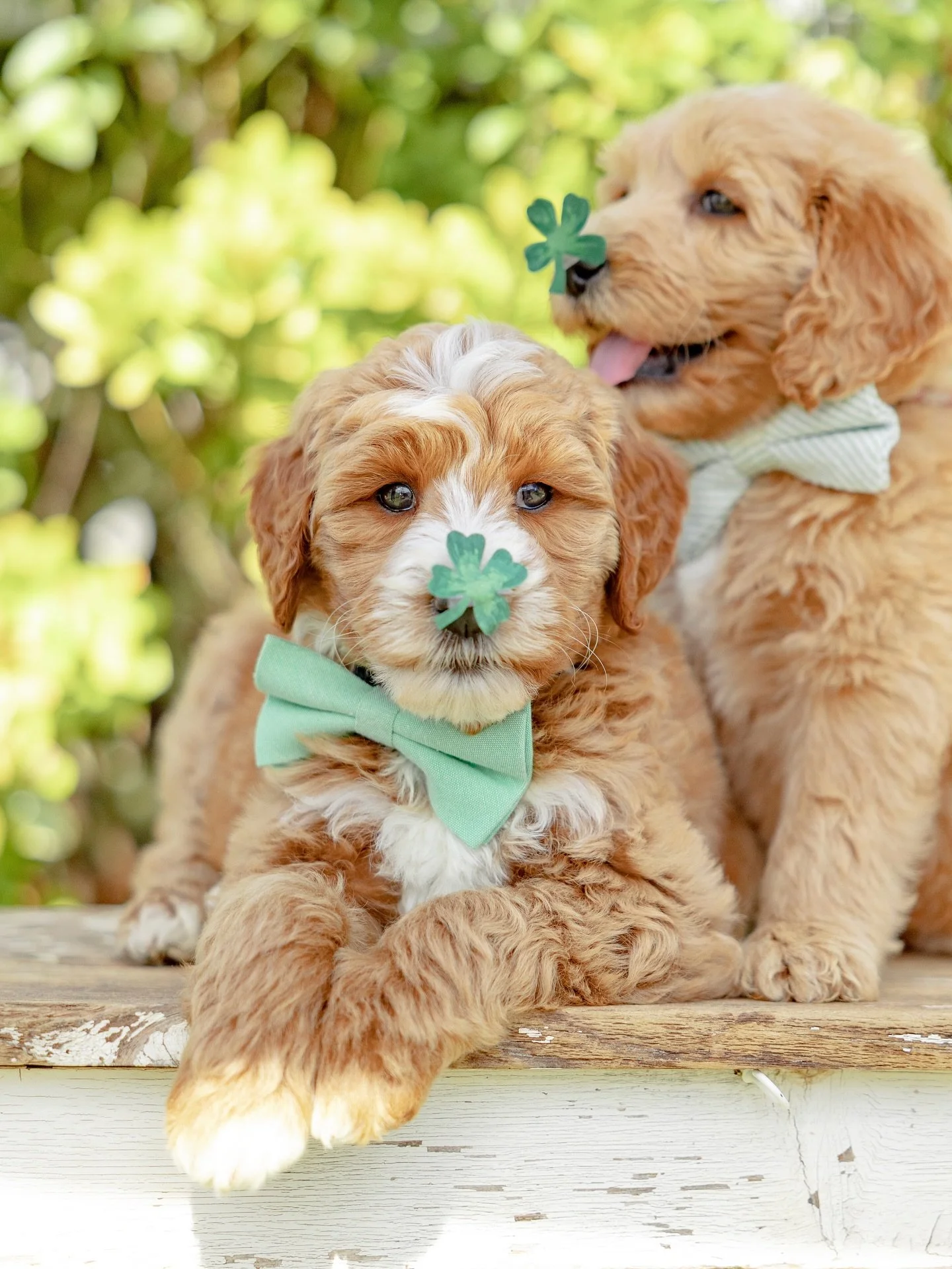 LUCKY to be this cute!!🍀🐶🌈 

#luckypuppy #goldendoodlelove #mansbestfriend #stpatricksday2026