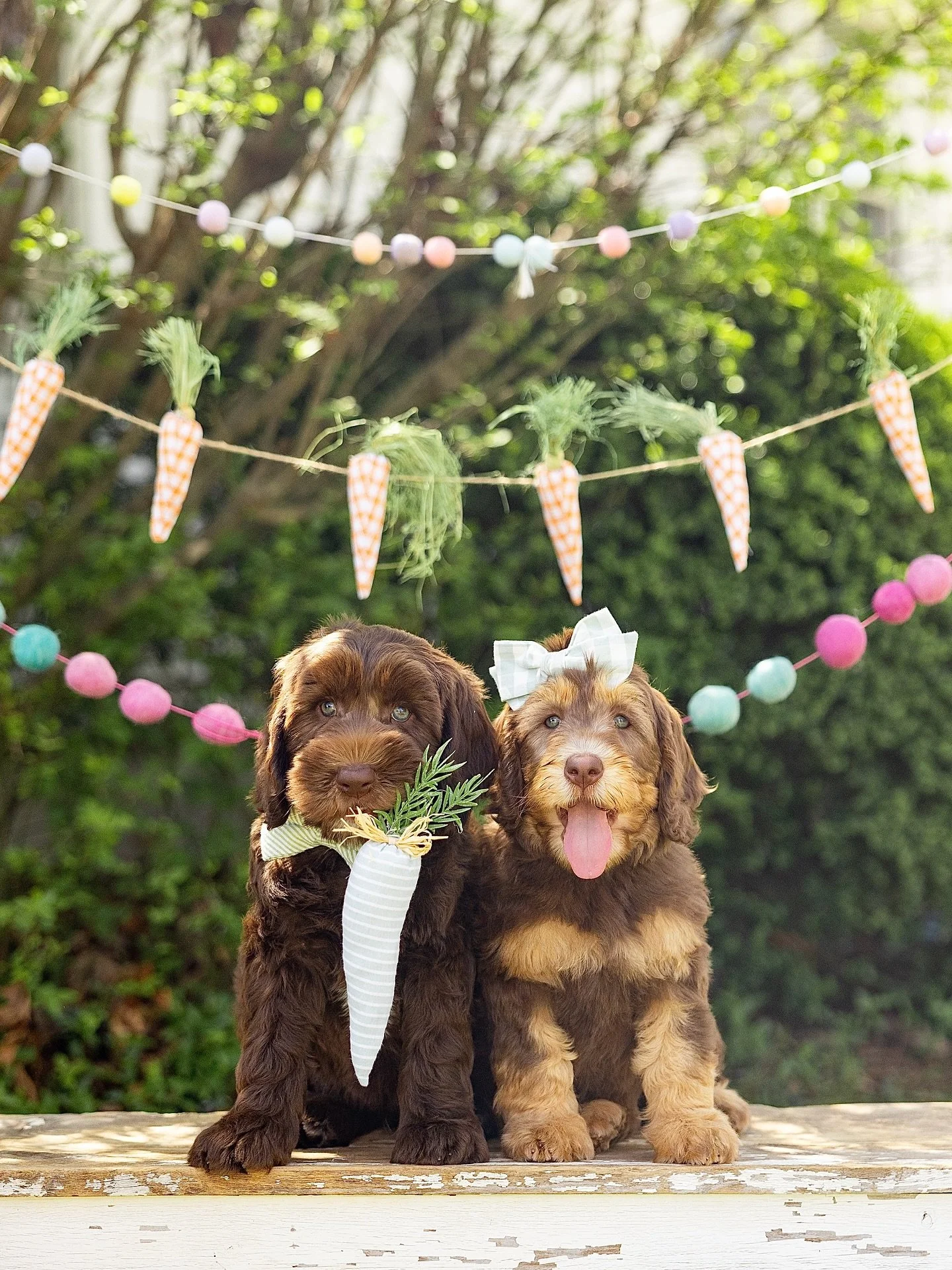 HAPPY EASTER!!!🐣🐾