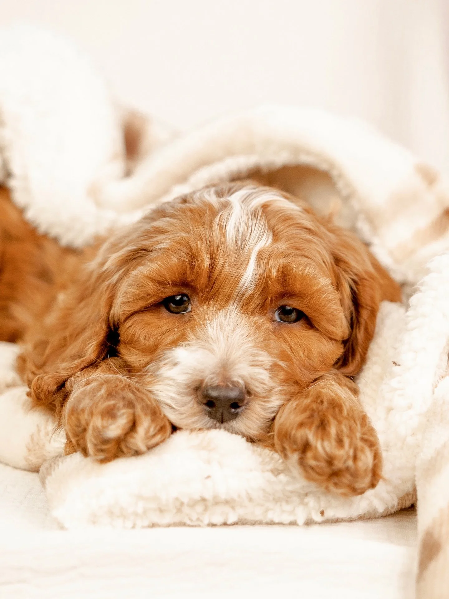 If there was ever a perfect mix of affectionate, playful, and lap dog all combined in one, this litter was it!🥹🫶🏻

We&rsquo;ve had extra time pouring into some puppies still with us from Duchess &amp; Smash&rsquo;s litter and continue to be so imp