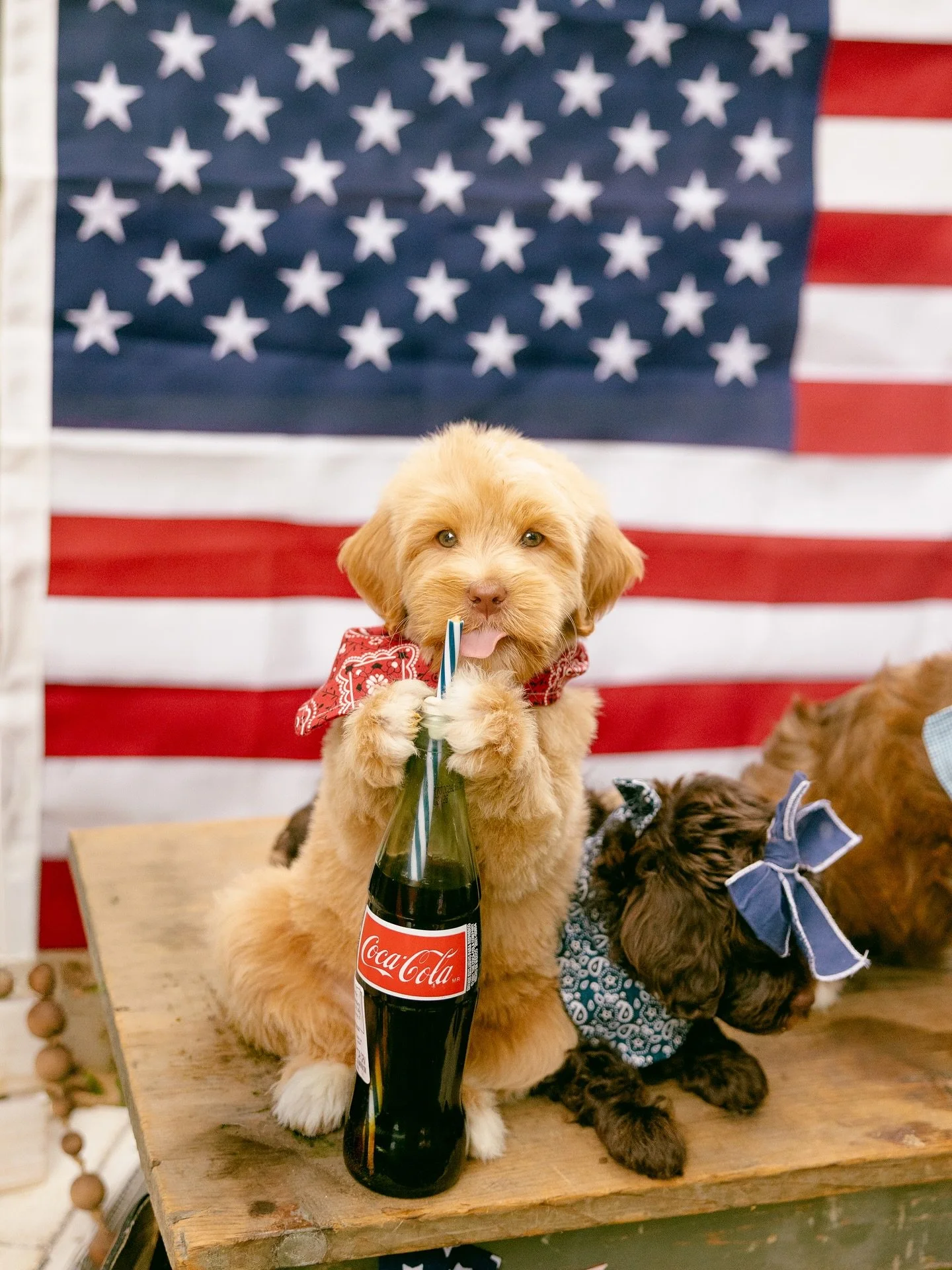 🇺🇸RED, WHITE &amp; WOOF!!! The ultimate ALL American weekend is underway! HAPPY 250th BIRTHDAY AMERICA!!!❤️🤍💙 

#cocacola #allamericandoodle #heydood #landofthefree #patrioticpuppy #happybirthdayamerica #250 

~Holland x August 🐶