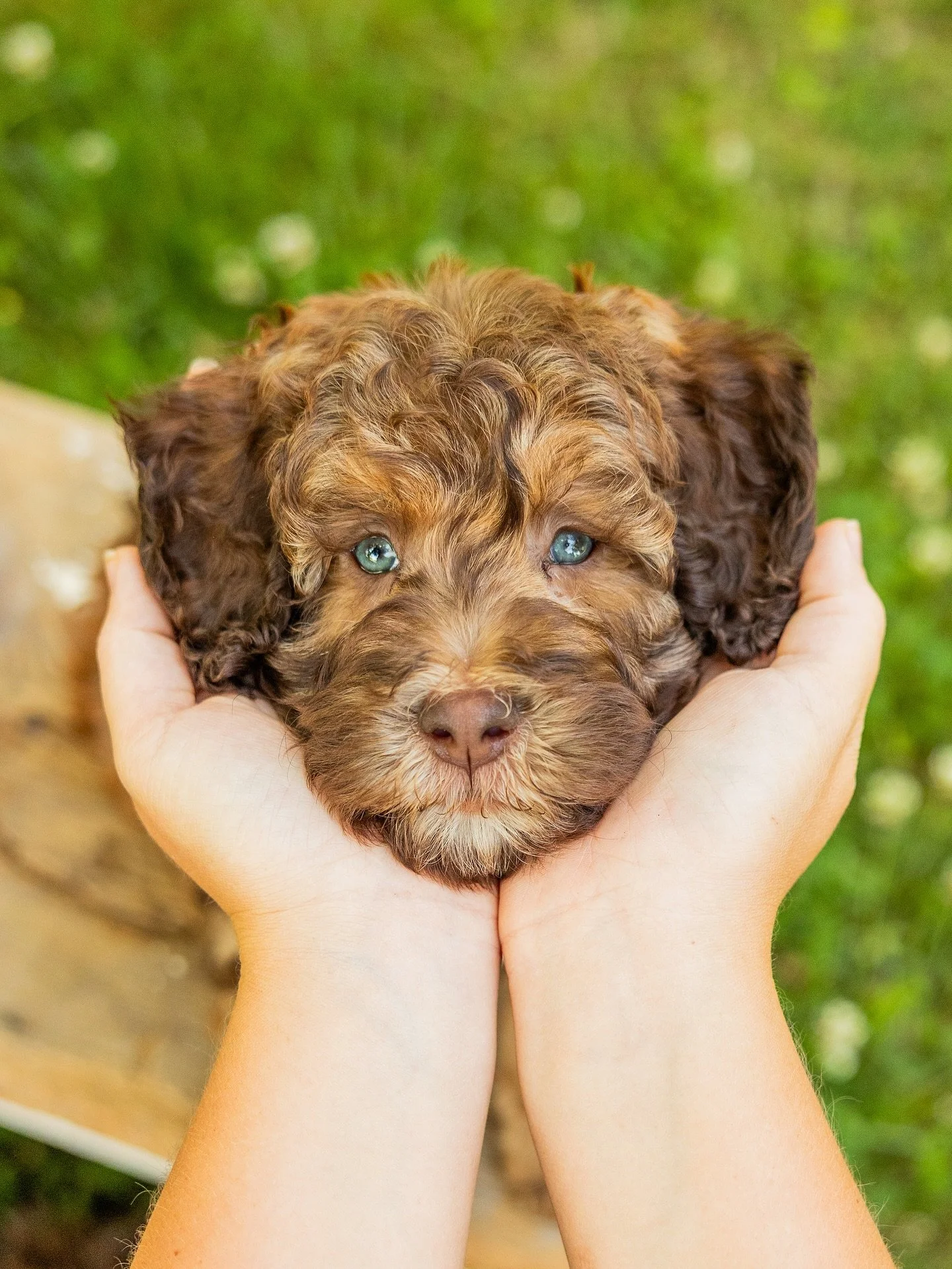 The sweetest crew from Molly &amp; Scout!🤎 They&rsquo;ve headed home to the best families!!!🥹
#chocolate #labradoodle #Australianlabradoodlesofinstagram #puppygram #sweetsummertime