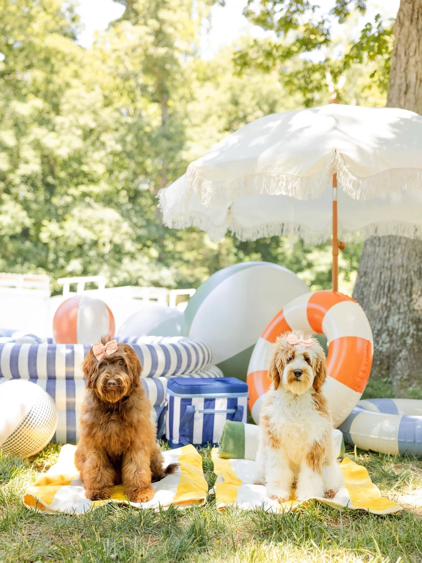 POOL PARTY!🐶⛱️💦 Soaking in every ounce of summer while beating the heat!  We&rsquo;d love to know&hellip;do your doodles like to SWIM??

We&rsquo;re a mixed bag of water lovers here! A favorite trick to stay cool and provide mental stimulation for 