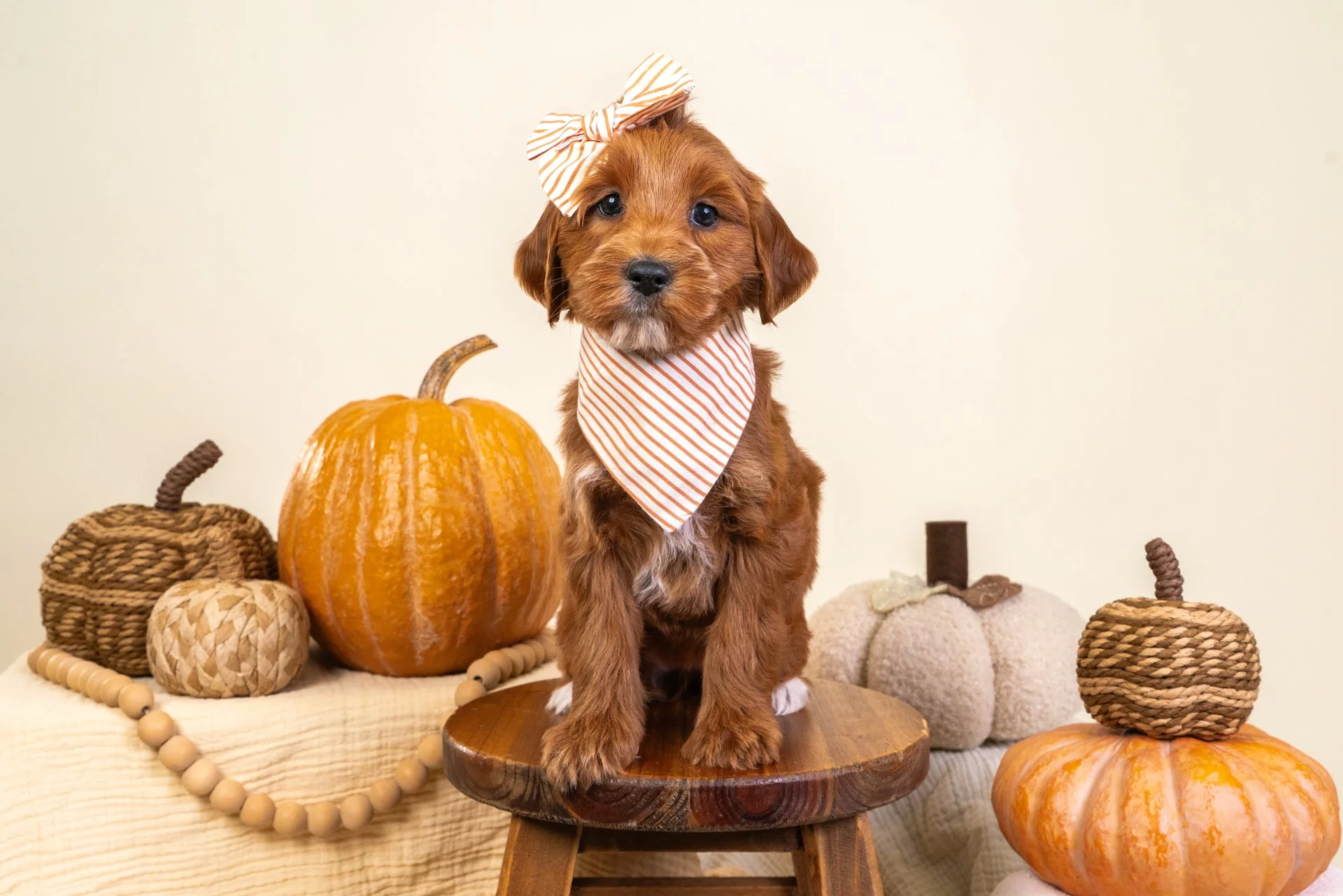 Marlowe's Girl Violet (Goldendoodle)