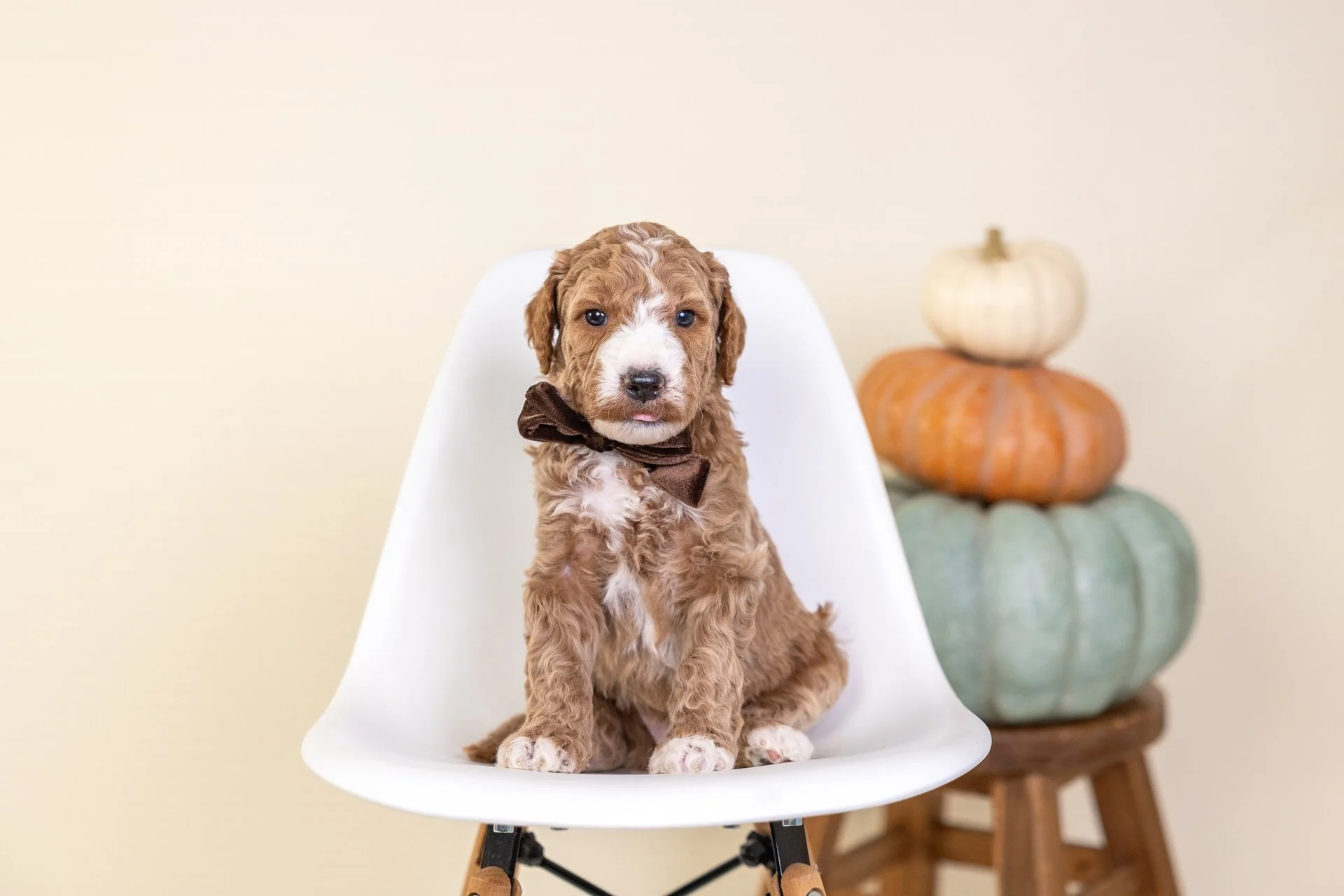 Gemma's Boy Emerald (Goldendoodle)