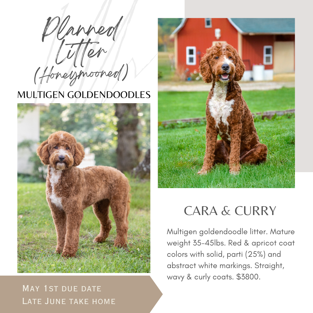 Flyer for planned litter of multigen goldendoodle puppies. Features two photos of adult goldendoodles, one sitting on a lawn with a red barn in the background and the other standing on grass. Text includes the names Cara and Curry, details about the puppies, and a due date of May 1st with pickup in late June.