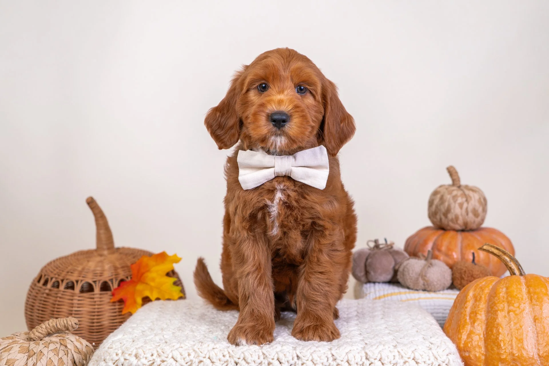 Marlowe's Boy Mars (Goldendoodle)