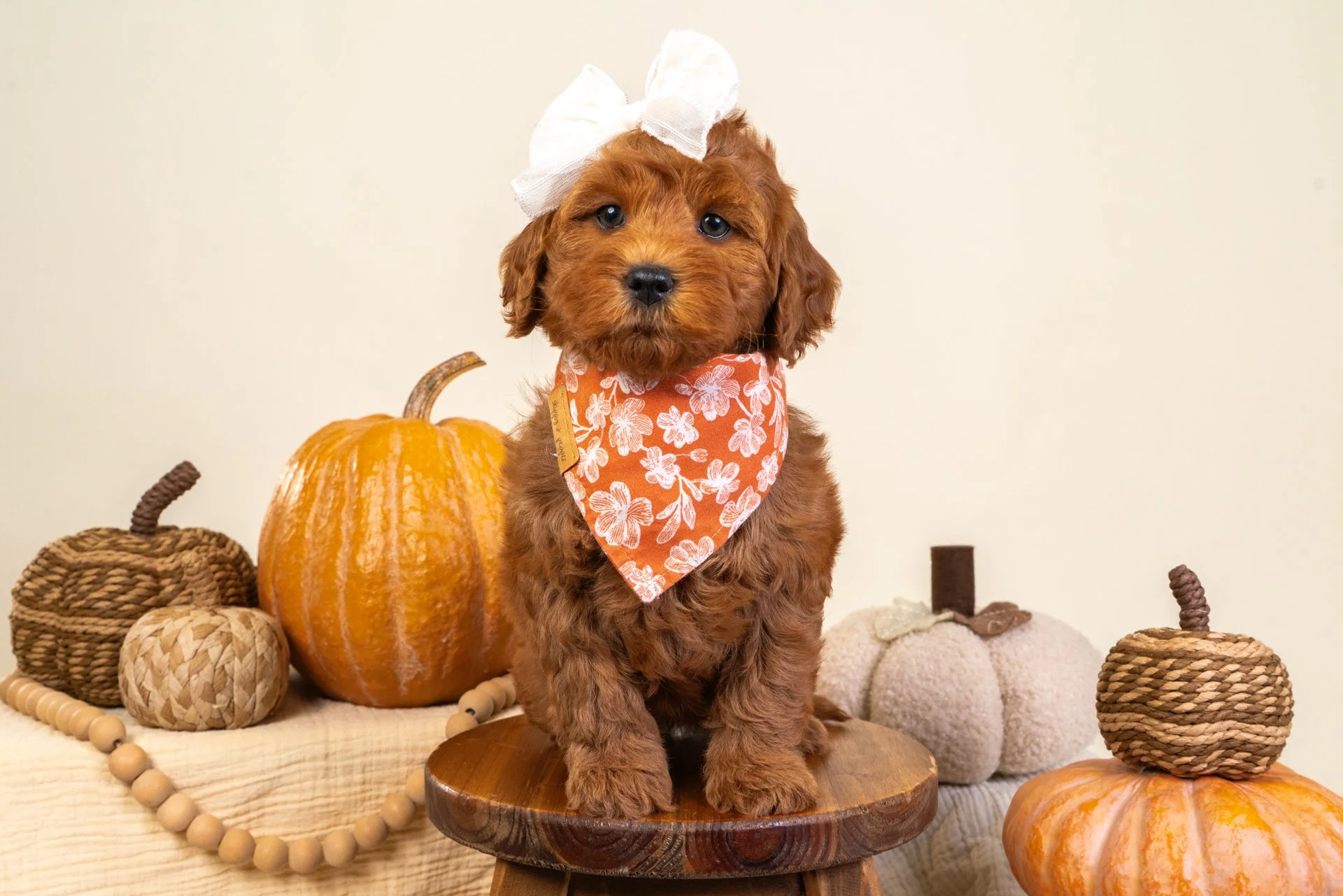 Marlowe's Girl Paris (Goldendoodle)