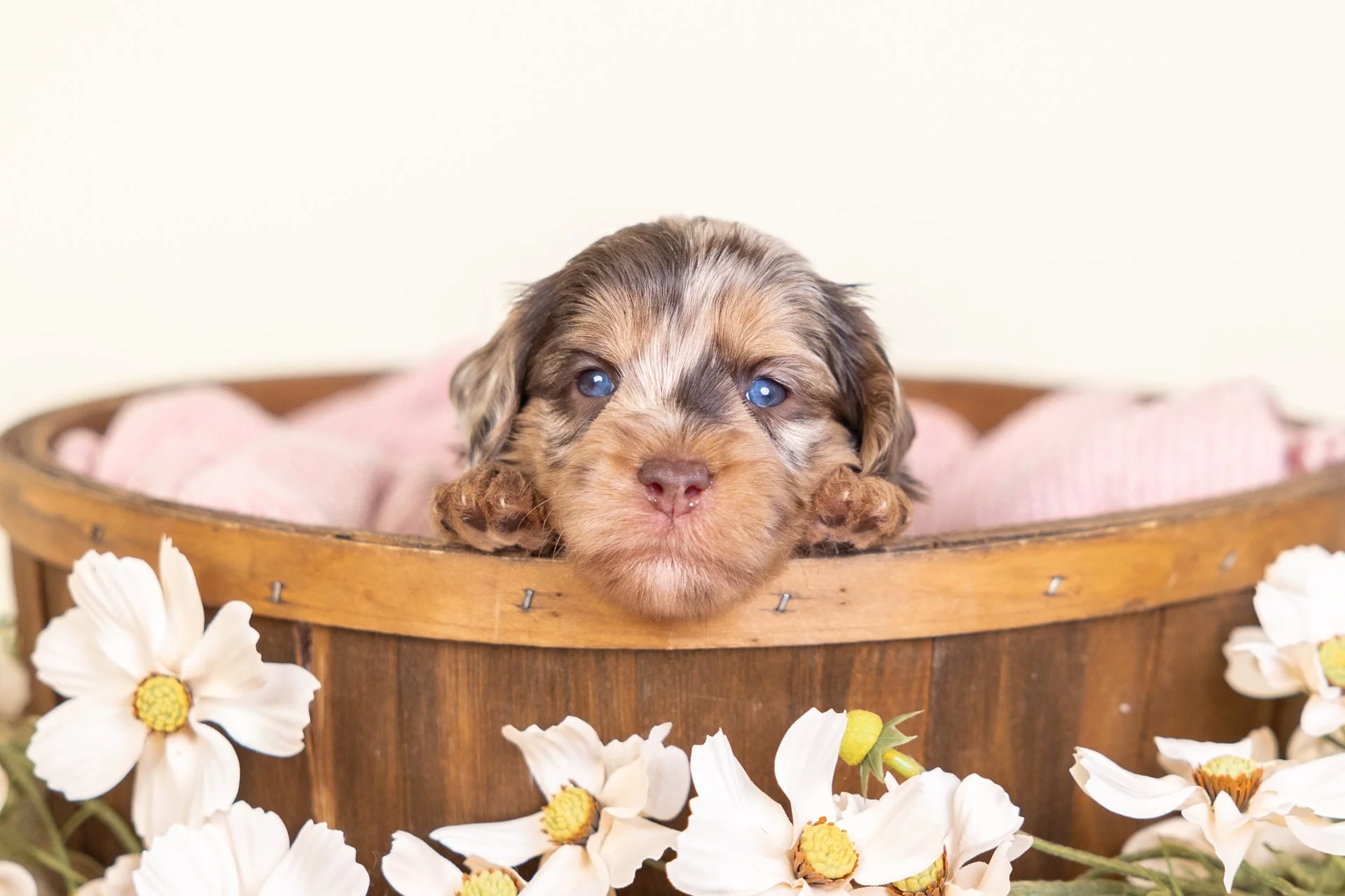 Sailor's Boy Cobalt (Labradoodle)