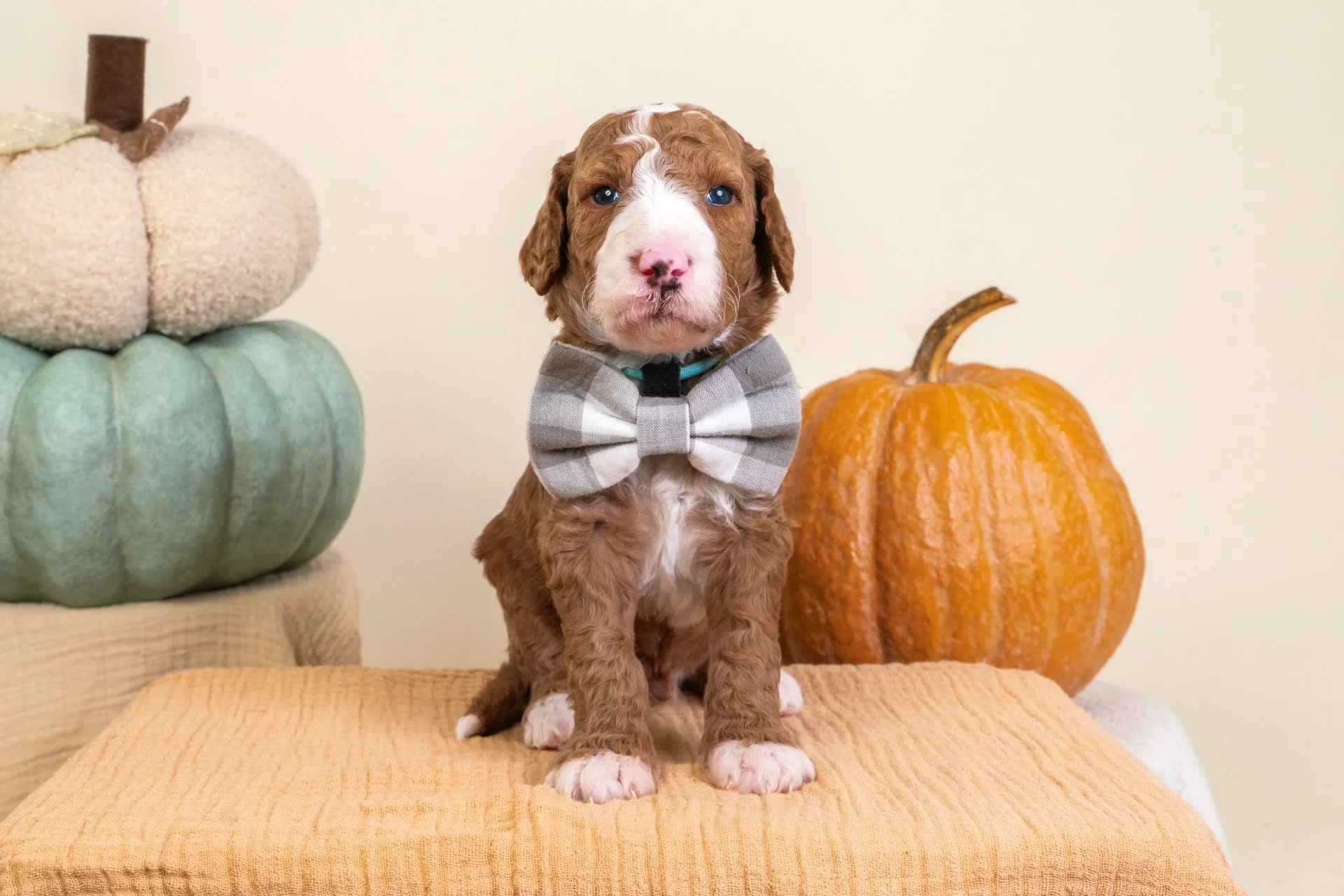 Gemma's Boy Adrian (Goldendoodle)