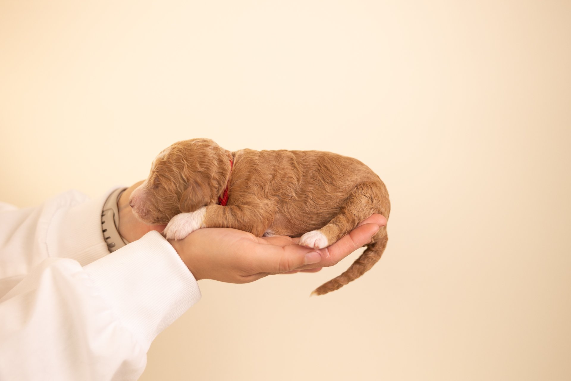 KitsRubyLateral2.jpg