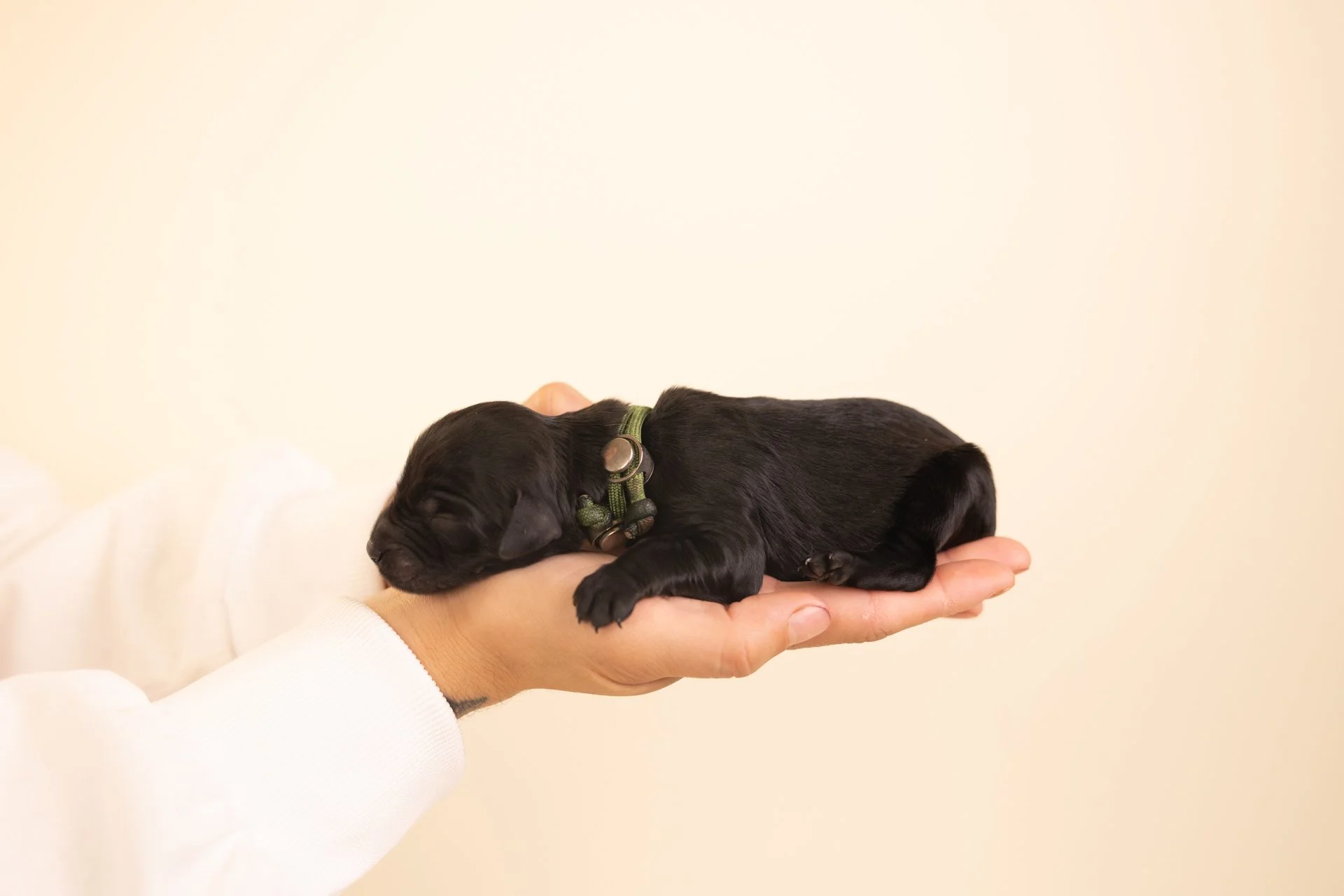 MallorysWillowLateral2.jpg