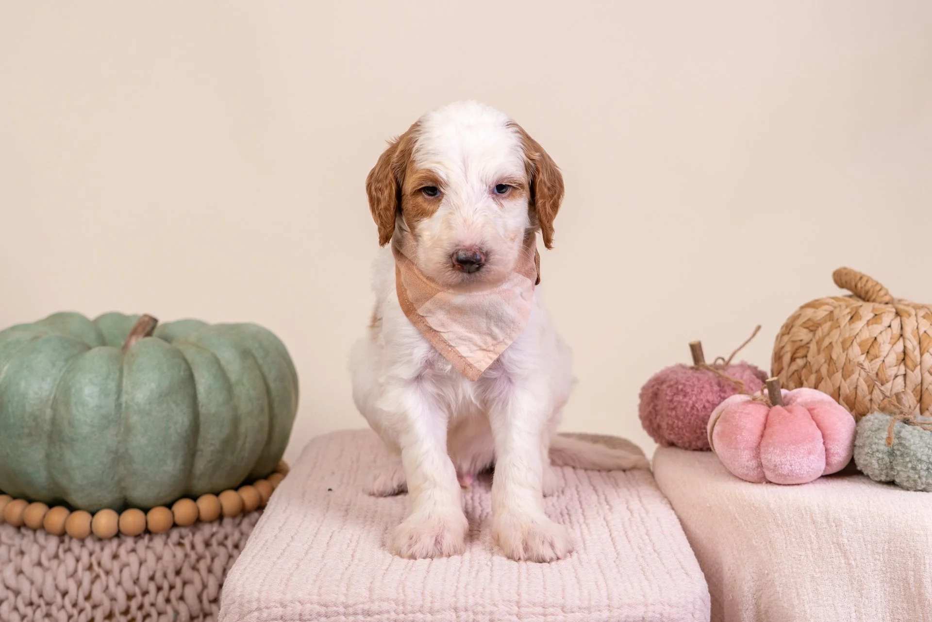 Gemma's Boy Lucky (Goldendoodle)