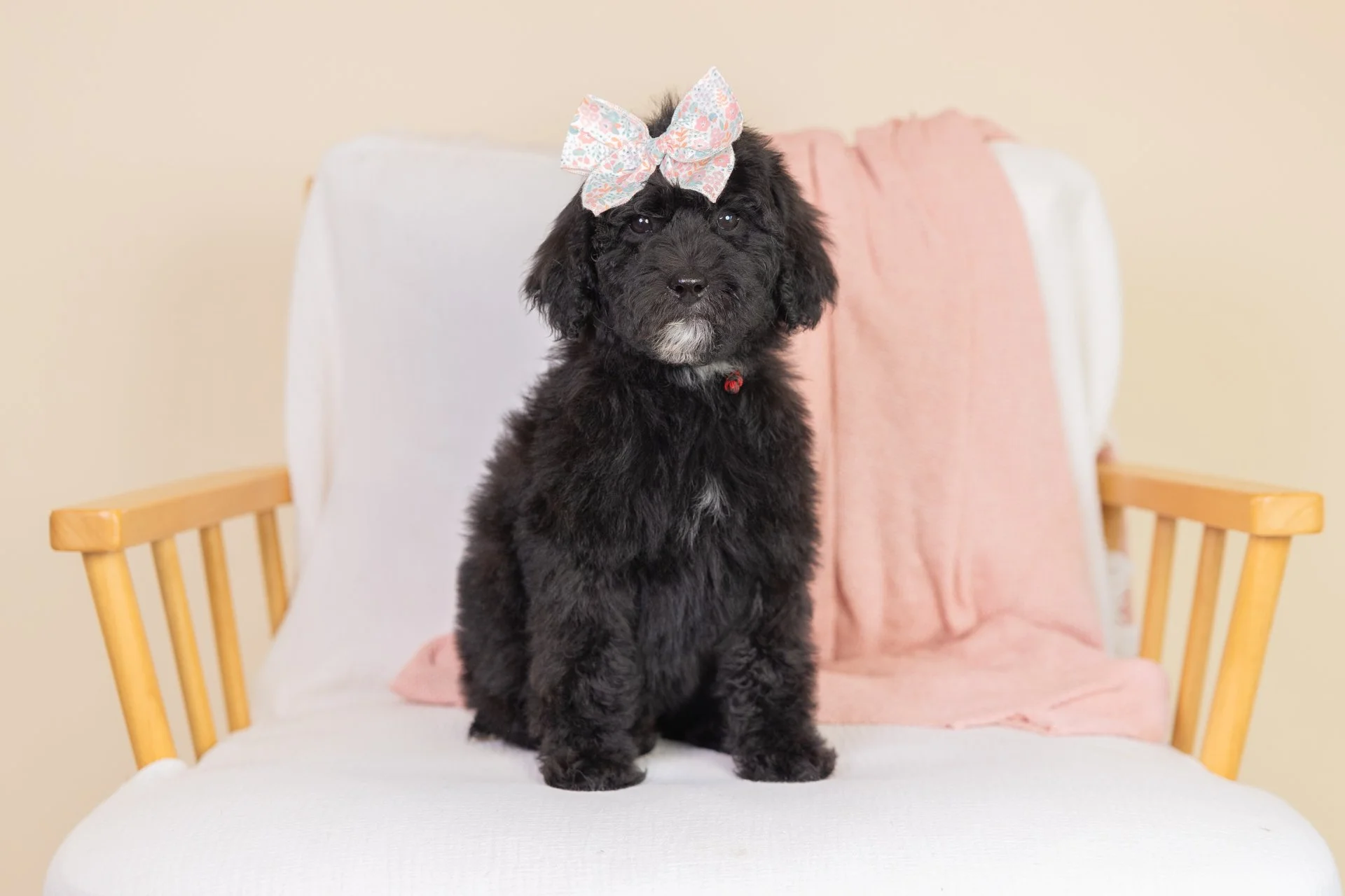 Lyla's Girl Auburn (Goldendoodle)