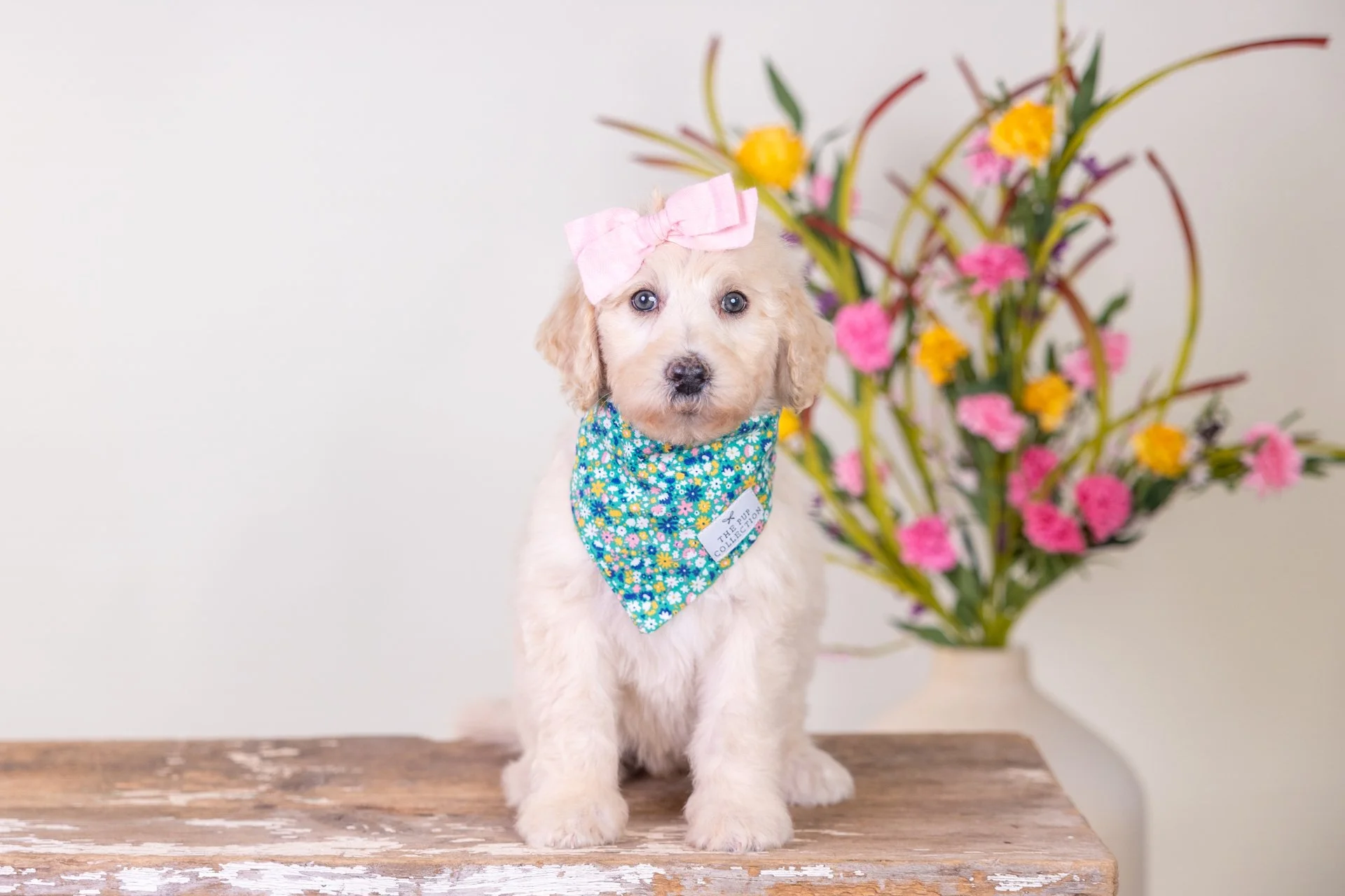 Lyla's Girl Chestnut (Goldendoodle)