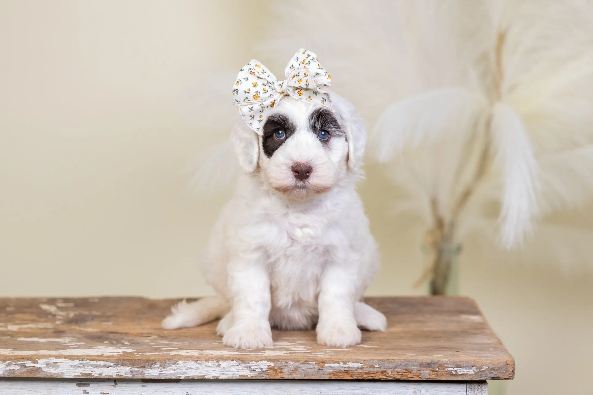 CovesDaisyWk6.jpg
