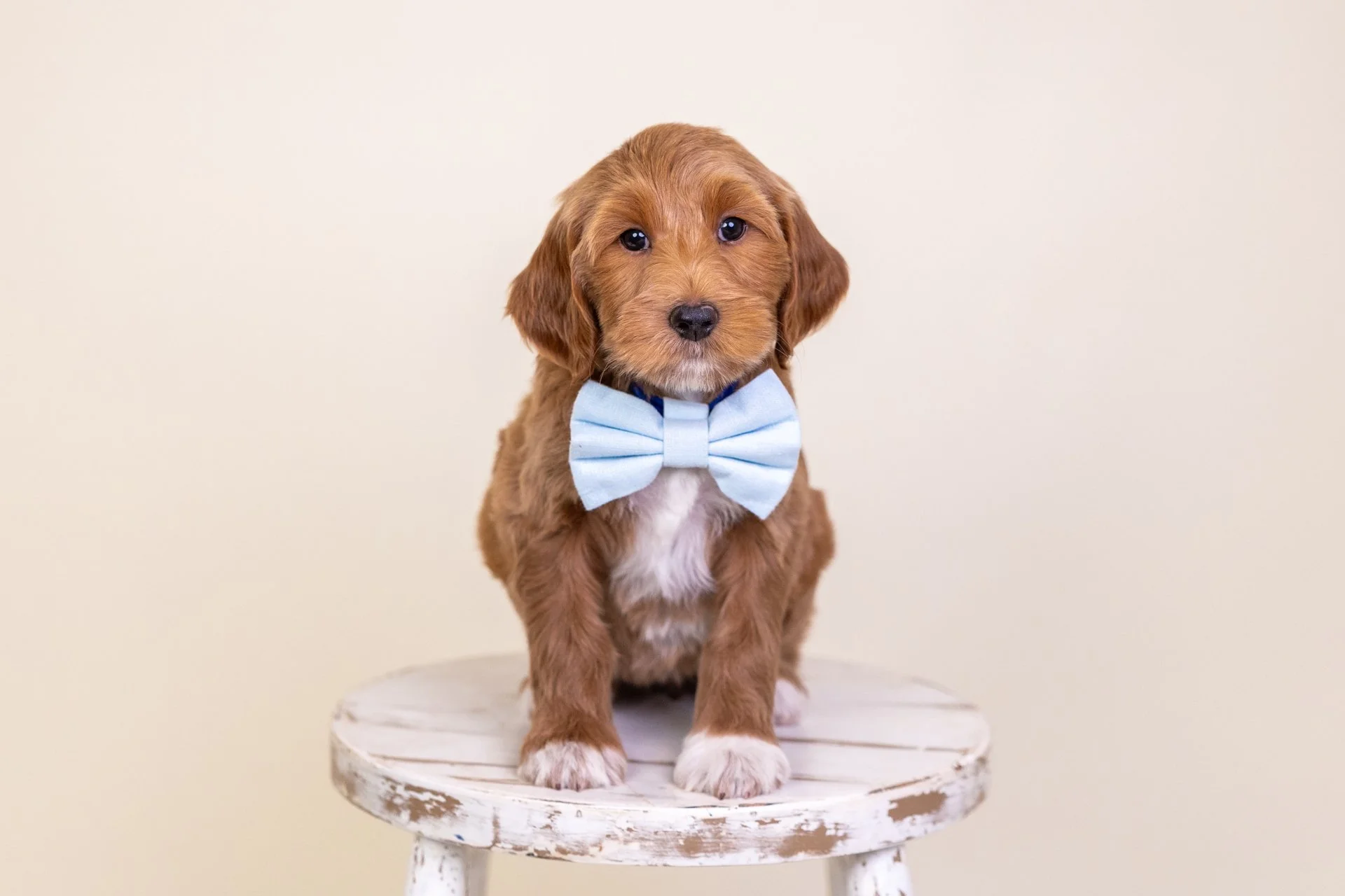 Cara's Boy Royal (Goldendoodle)