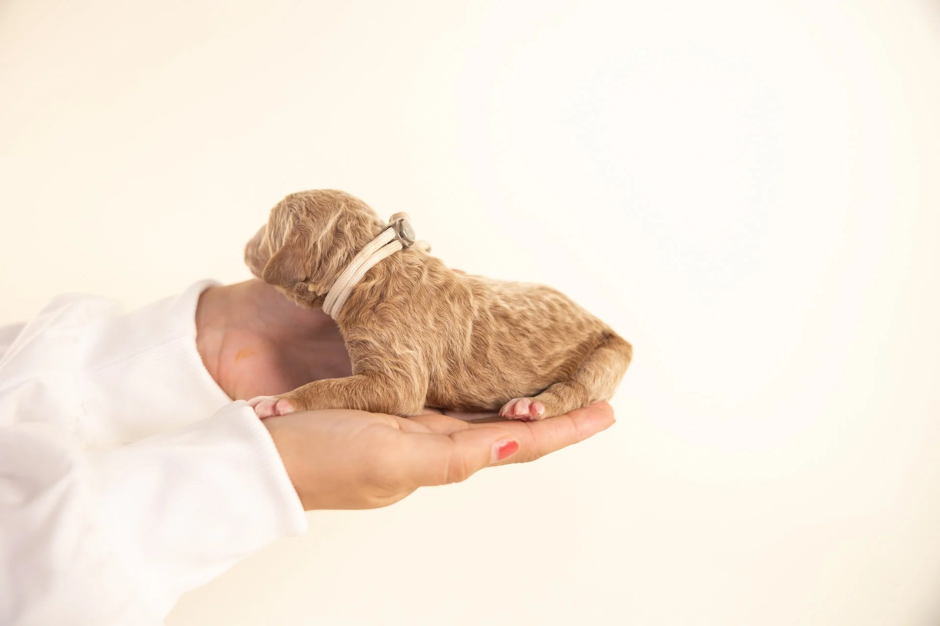 BriarsCallumLateral2.jpg