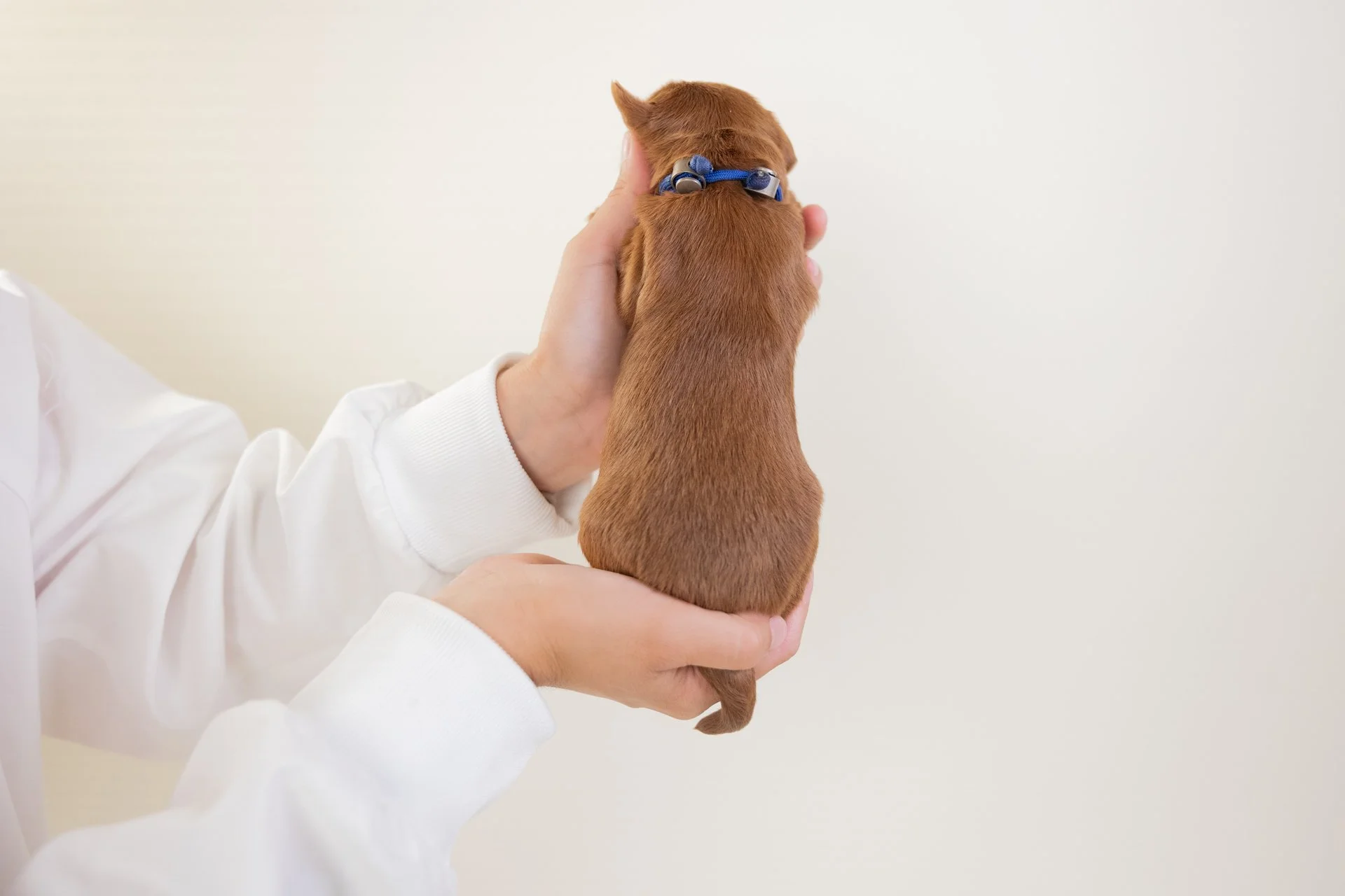 BristolsCobaltPosterior.jpg