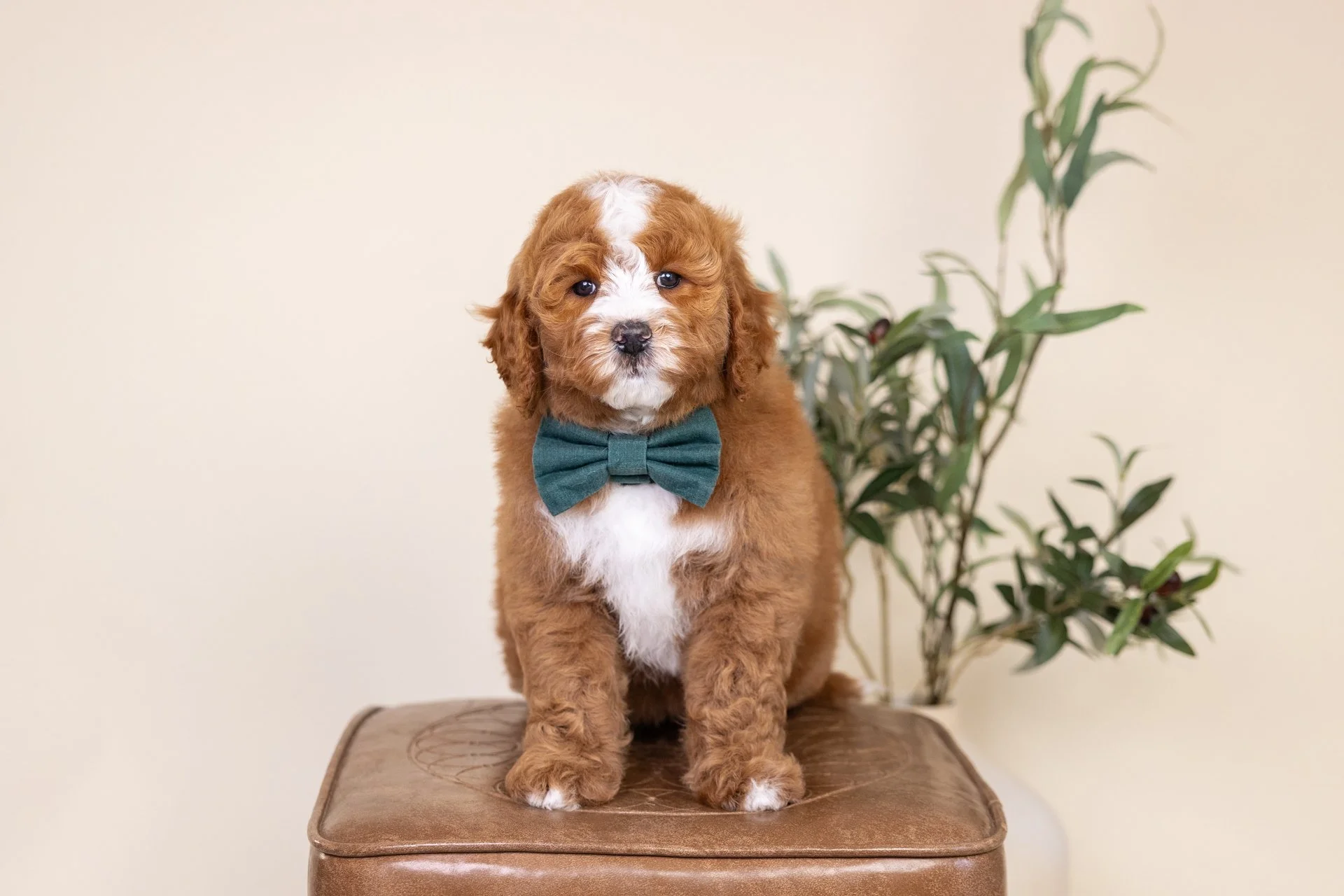 Dakota's Boy Emerald (Goldendoodle)