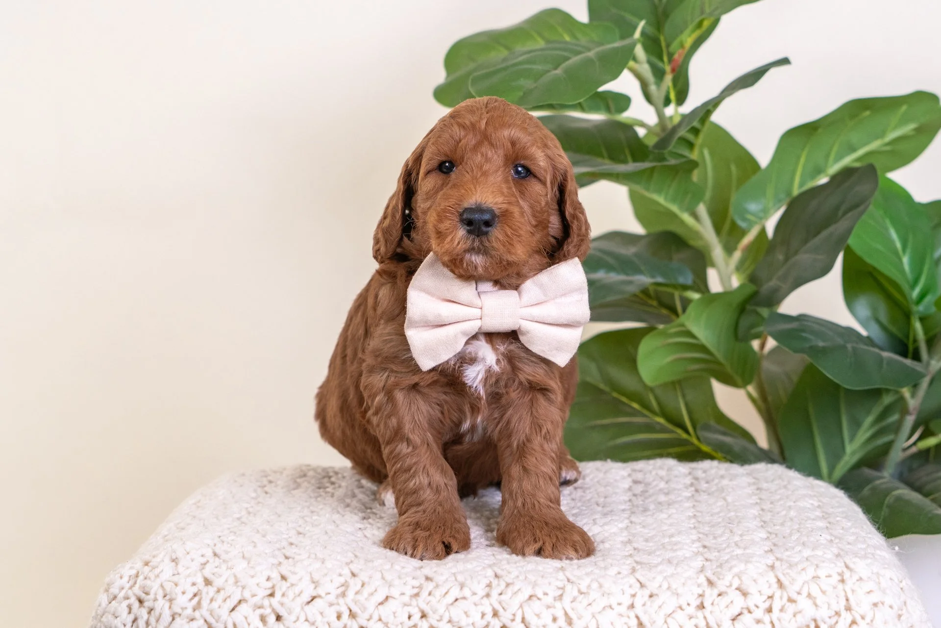 Ivory's Boy Phoenix (Goldendoodle)