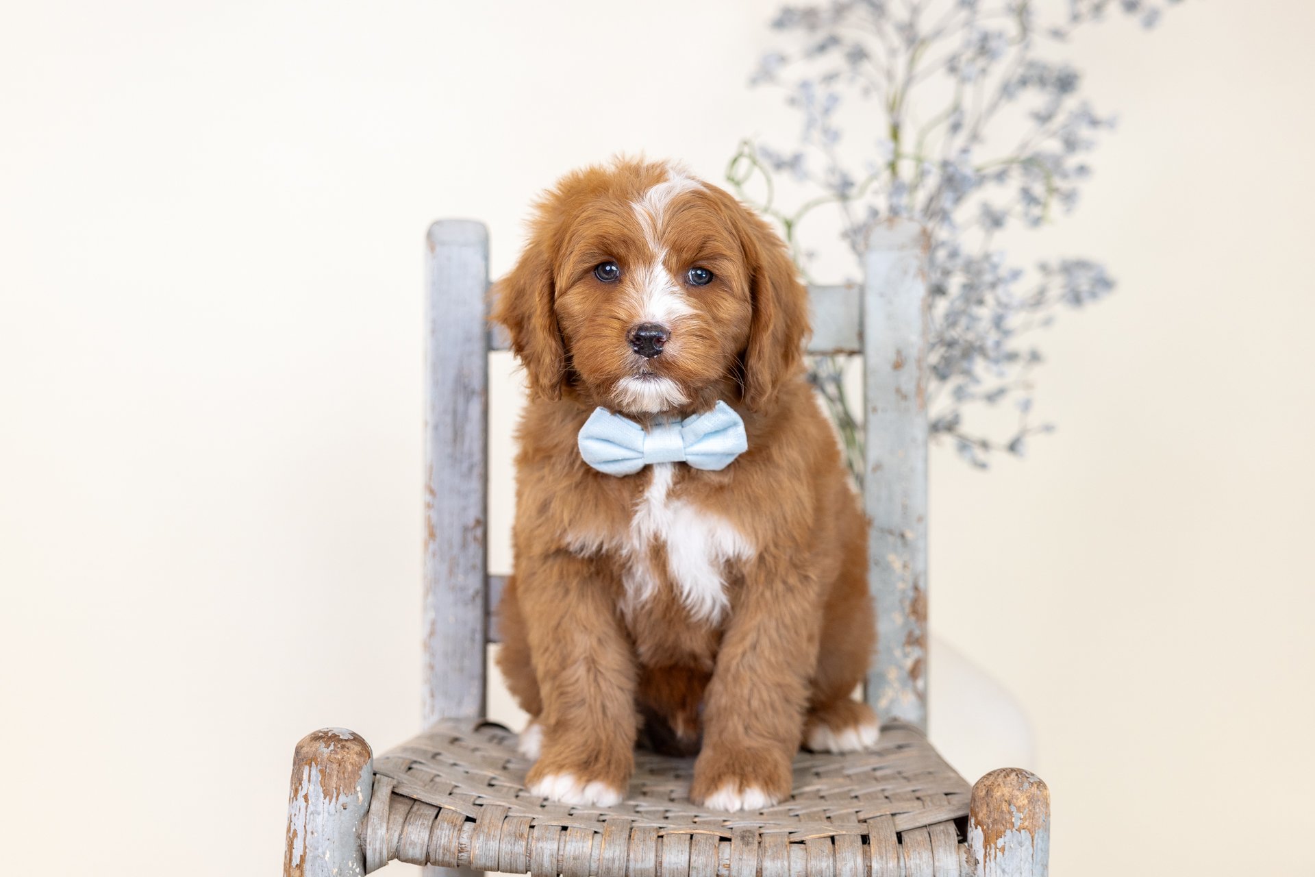 Bristol's Boy Oliver (Labradoodle)