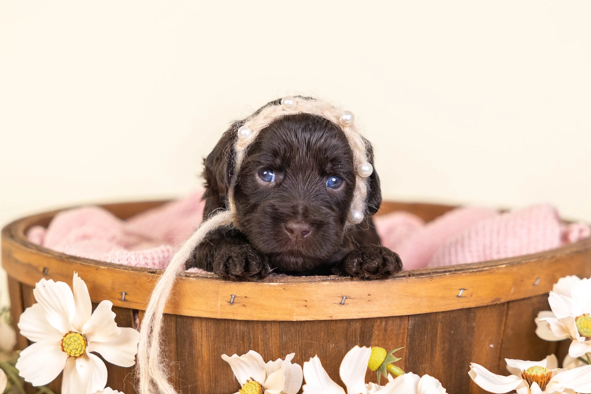Sailor's Girl Raine (Labradoodle)