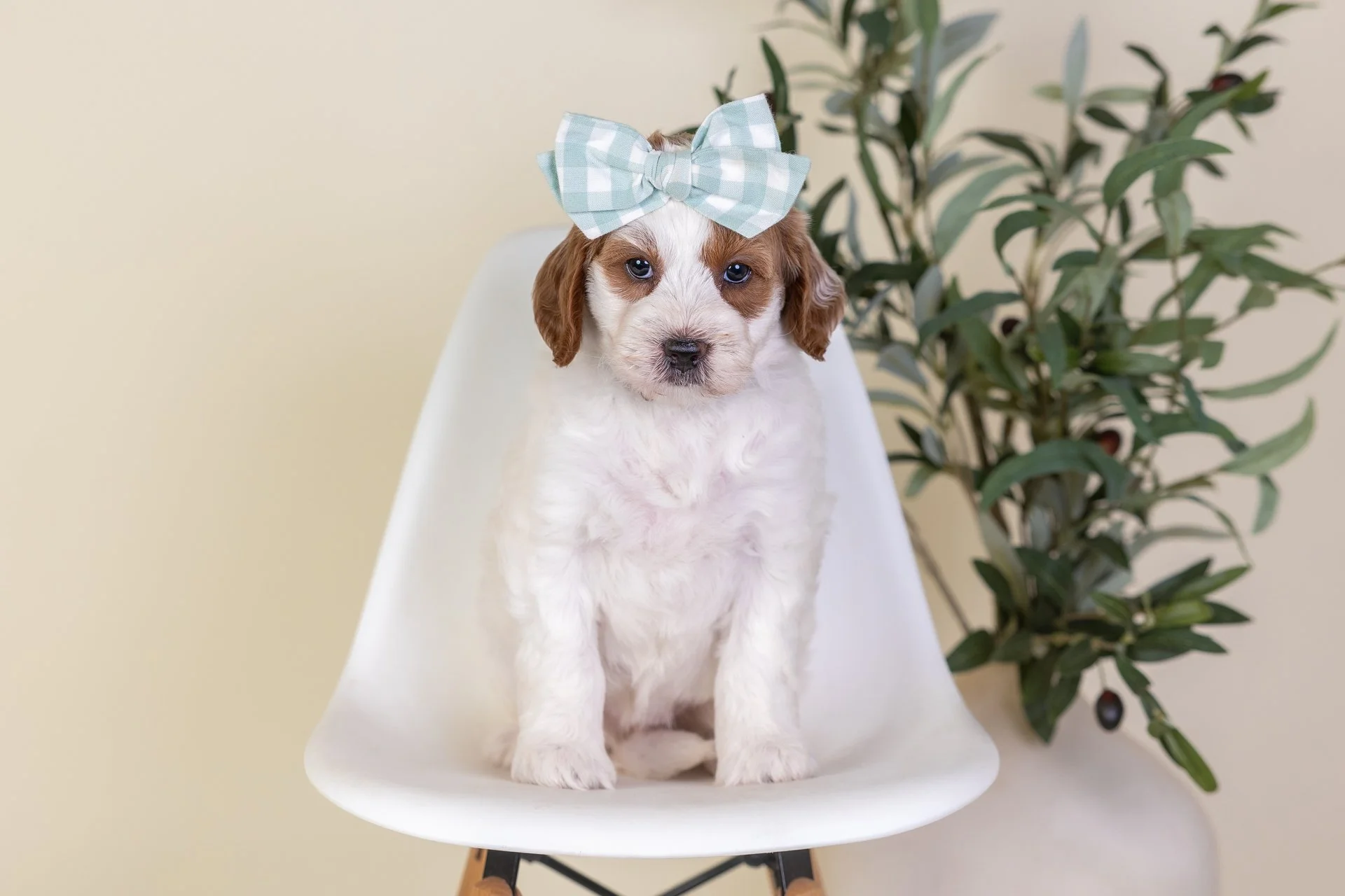 PennysSableWk6.jpg