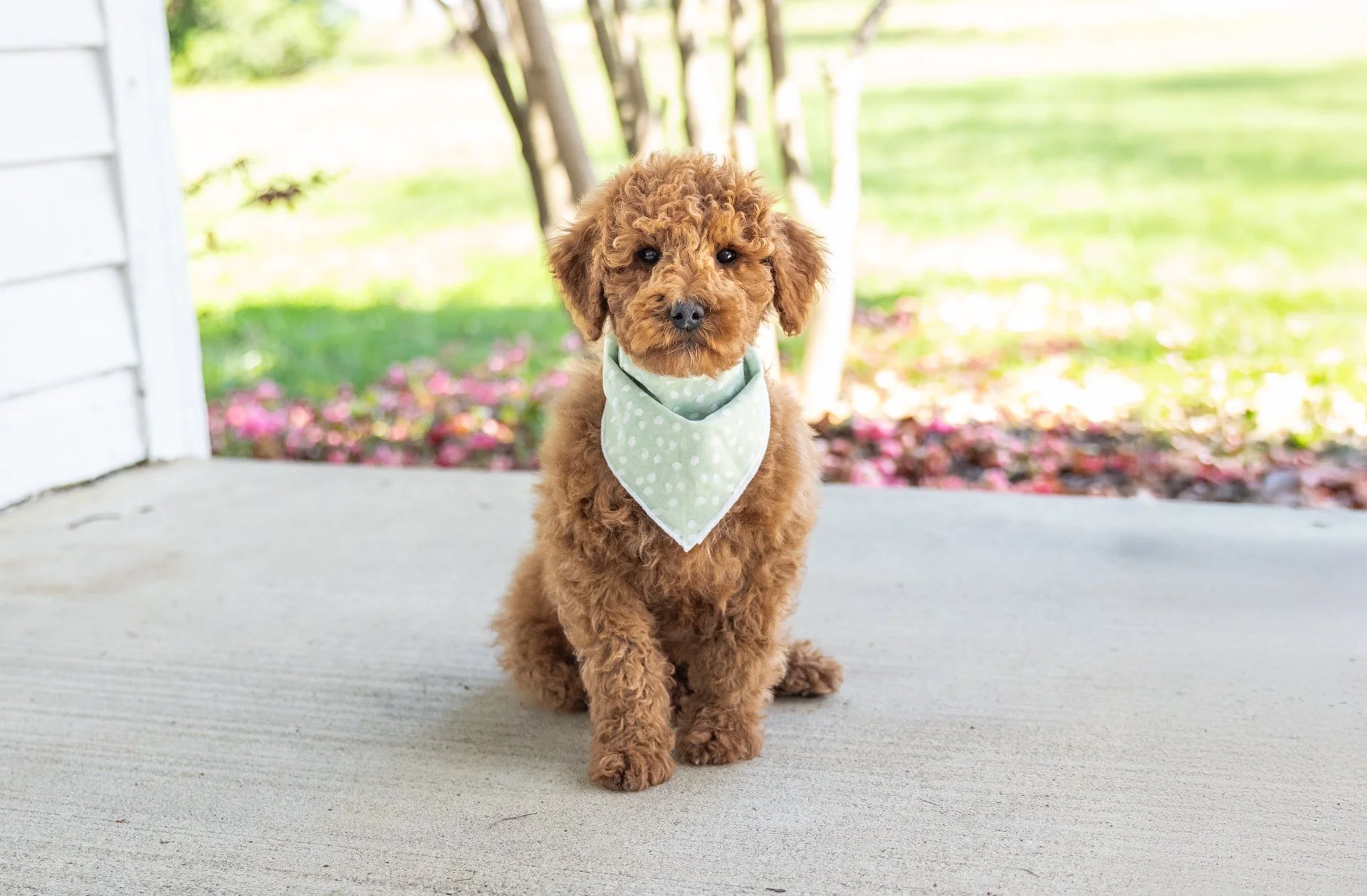 Shiloh's Boy Adrian (Goldendoodle)