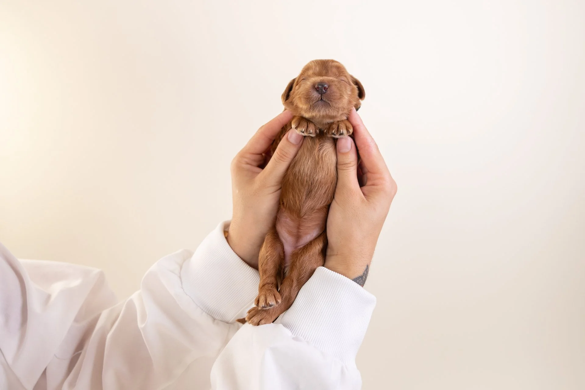 JunesAmberAnterior.jpg