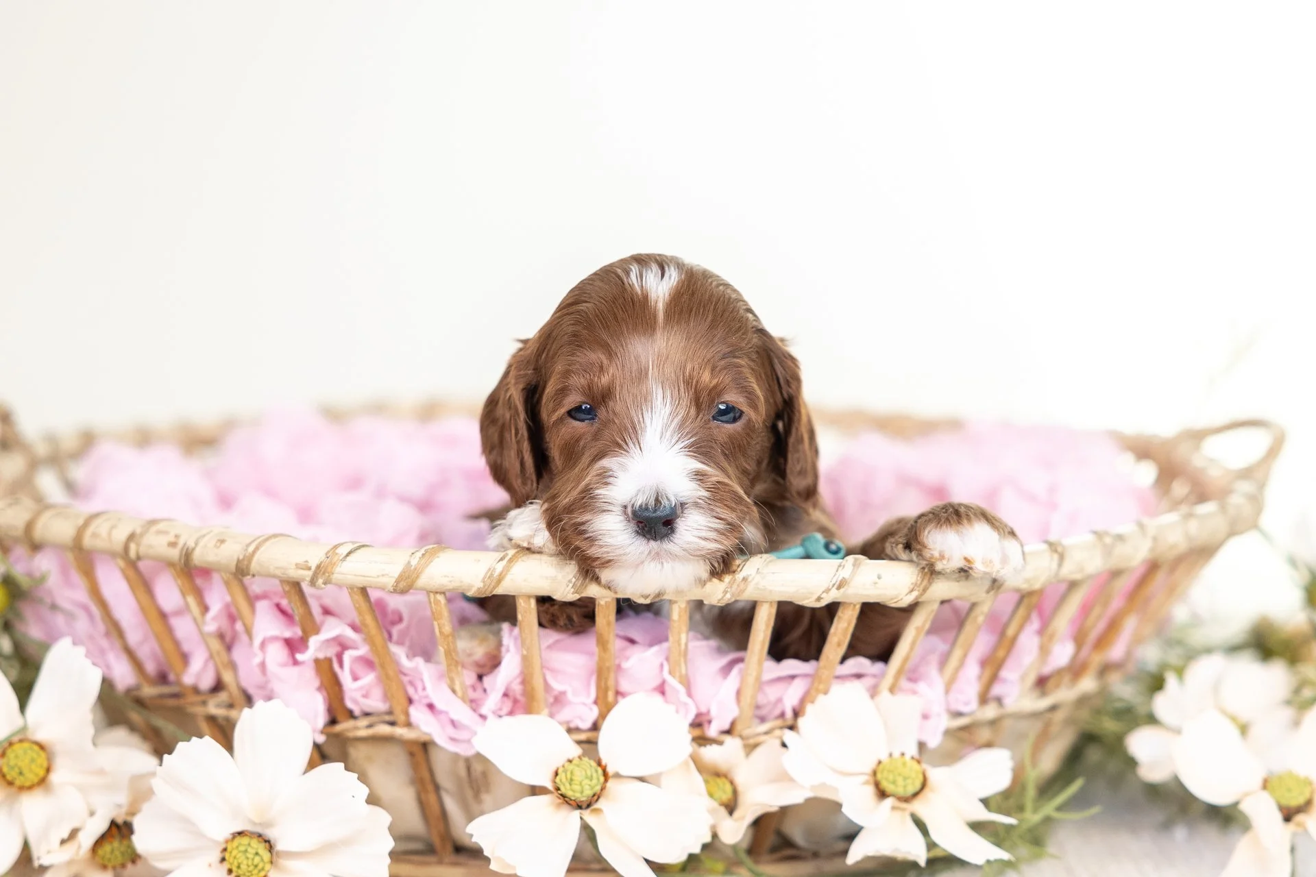 Duchess's Boy Adrian (Labradoodle)